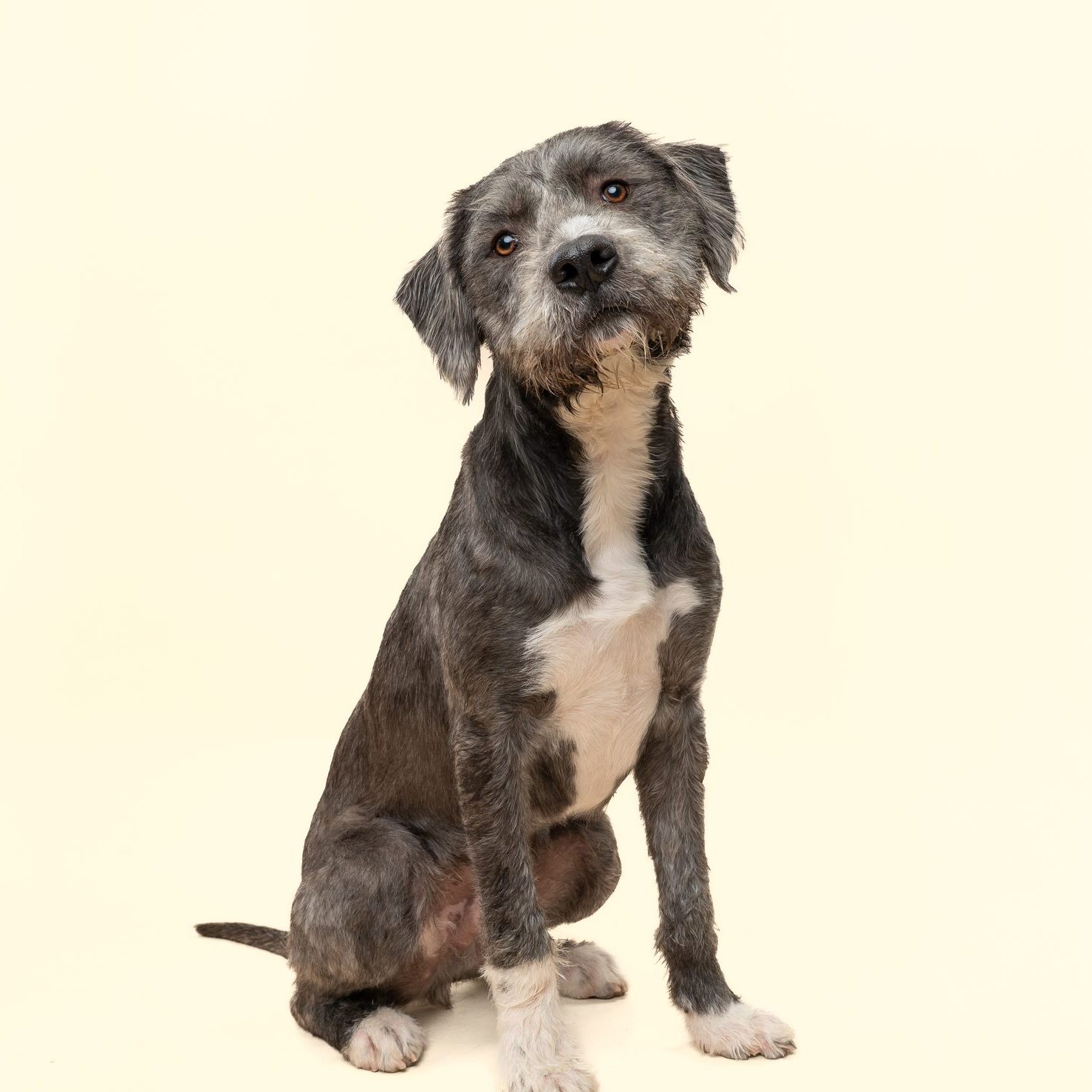 𝐌𝐞𝐞𝐭 𝐁𝐚𝐱𝐭𝐞𝐫 🤍🐾
Baxter is a 𝐨𝐧𝐞 𝐲𝐞𝐚𝐫 𝐨𝐥𝐝 fluffy bundle of pure goodness with the kindest face you’ve ever seen. With soft fur made for cuddles and gentle eyes full of curiosity, he’s 𝐜𝐚𝐥𝐦, 𝐥𝐨𝐯𝐢𝐧𝐠, 𝐚𝐧𝐝 𝐚𝐥𝐰𝐚𝐲𝐬 𝐫𝐞𝐚𝐝𝐲 𝐰𝐢𝐭𝐡 𝐚 𝐰𝐚𝐫𝐦 𝐧𝐮𝐳𝐳𝐥𝐞 or wagging tail. He has a way of making every place feel a little more like home.
𝐖𝐚𝐧𝐭 𝐭𝐨 𝐬𝐞𝐞 𝐢𝐟 𝐁𝐚𝐱𝐭𝐞𝐫 𝐢𝐬 𝐭𝐡𝐞 𝐩𝐞𝐫𝐟𝐞𝐜𝐭 𝐟𝐢𝐭 𝐟𝐨𝐫 𝐲𝐨𝐮𝐫 𝐟𝐚𝐦𝐢𝐥𝐲? Through 𝐇𝐒𝐍𝐓’𝐬 𝐅𝐨𝐬𝐭𝐞𝐫 𝐭𝐨 𝐀𝐝𝐨𝐩𝐭 𝐩𝐫𝐨𝐠𝐫𝐚𝐦, you can 𝐛𝐫𝐢𝐧𝐠 𝐡𝐢𝐦 𝐡𝐨𝐦𝐞 𝐟𝐨𝐫 𝐚 𝐨𝐧𝐞 𝐰𝐞𝐞𝐤 𝐭𝐫𝐢𝐚𝐥 before making the commitment to adopt 🏡
Thanks to the incredible support of @pedigreefoundation, 𝐇𝐒𝐍𝐓’𝐬 𝐅𝐨𝐬𝐭𝐞𝐫 𝐭𝐨 𝐀𝐝𝐨𝐩𝐭 𝐩𝐫𝐨𝐠𝐫𝐚𝐦 𝐜𝐨𝐧𝐭𝐢𝐧𝐮𝐞𝐬 𝐭𝐨 𝐠𝐫𝐨𝐰, helping adopters ensure their new pet is the perfect fit before finalizing adoption. It also 𝐠𝐢𝐯𝐞𝐬 𝐝𝐨𝐠𝐬 𝐥𝐢𝐤𝐞 𝐁𝐚𝐱𝐭𝐞𝐫 𝐭𝐡𝐞 𝐜𝐡𝐚𝐧𝐜𝐞 𝐭𝐨 𝐝𝐞𝐜𝐨𝐦𝐩𝐫𝐞𝐬𝐬 𝐚𝐧𝐝 𝐬𝐡𝐢𝐧𝐞 𝐢𝐧 𝐚 𝐡𝐨𝐦𝐞 𝐞𝐧𝐯𝐢𝐫𝐨𝐧𝐦𝐞𝐧𝐭 while families receive guidance throughout the process ❤️
𝐘𝐨𝐮 𝐜𝐚𝐧 𝐟𝐢𝐧𝐝 𝐁𝐚𝐱𝐭𝐞𝐫 𝐚𝐭 𝐨𝐮𝐫 𝐊𝐞𝐥𝐥𝐞𝐫 𝐑𝐞𝐠𝐢𝐨𝐧𝐚𝐥 𝐀𝐝𝐨𝐩𝐭𝐢𝐨𝐧 𝐂𝐞𝐧𝐭𝐞𝐫. To learn more, visit our website.
#AdoptDontShop #HSNT #FosterToAdopt #AdoptBaxter #RescueDog