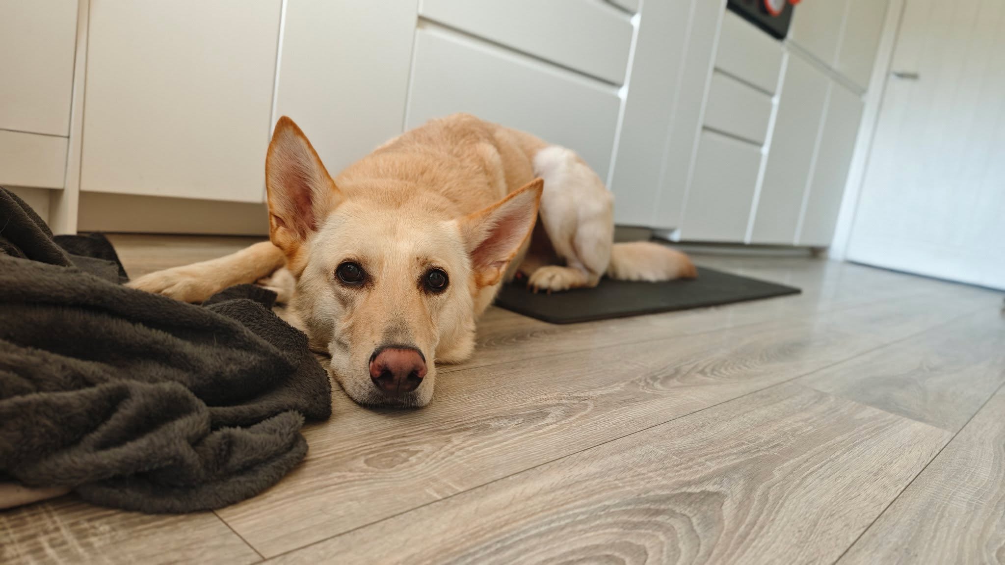 Rico π
Want your dog to have a holiday just as good, if not better π€, than yours?
π Start by filling out our online enquiry form:
https://www.scallywagzpetservices.co.uk/enquiryform
The whole process is simple, stress-free⦠and easier than booking your own holiday!