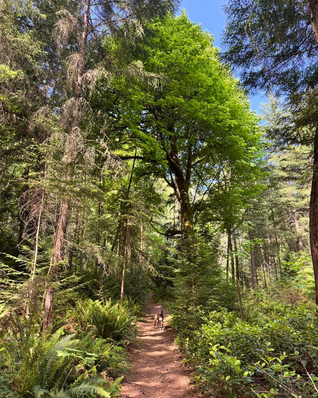 I have sent out the Zoom link and the curriculum for the empath class on May 31st!! If you have registered and did not receive it, please message me. I’m so excited for this Sunday and I will see you all there!!!
