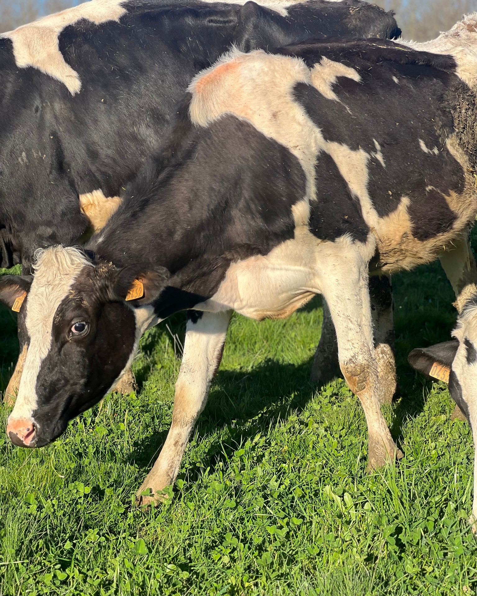 Soleil + pâturages = le bonheur de nos vaches ☀️🌿
Elles profitent des beaux jours et savourent l’herbe fraîche en plein air !
#biochampslaiterie #ariègepyrénées #vache #piémontpyrénéen #pâturage
