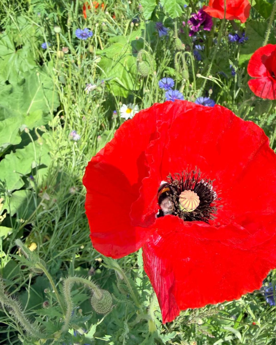 Het is weer de tijd van de klaprozen 👏🏻🌹! Al je goed kijkt zie je ook nog een verstopte bij 🐝. Gevonden?
#klaproos #huiskenshof #lastminutelimburg #visitzuidlimburg #landvankalk #vakantiehuis