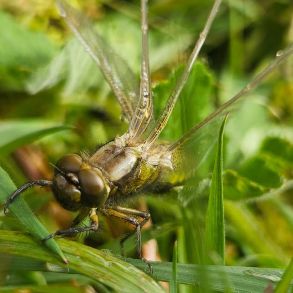 A special visitor by our nature pond!
Charley and the Little Farmers spotted this beautiful dragonfly by our nature pond today.
Dragonflies are amazing little creatures — did you know they can fly forwards, backwards, sideways and even hover in one place?
Our nature pond is a lovely spot on the farm for children to explore, watch wildlife and learn about the creatures that live around us. It’s always exciting to see what turns up, from insects and birds to frogs and pond life.
Well done to our Little Farmers for spotting this one!