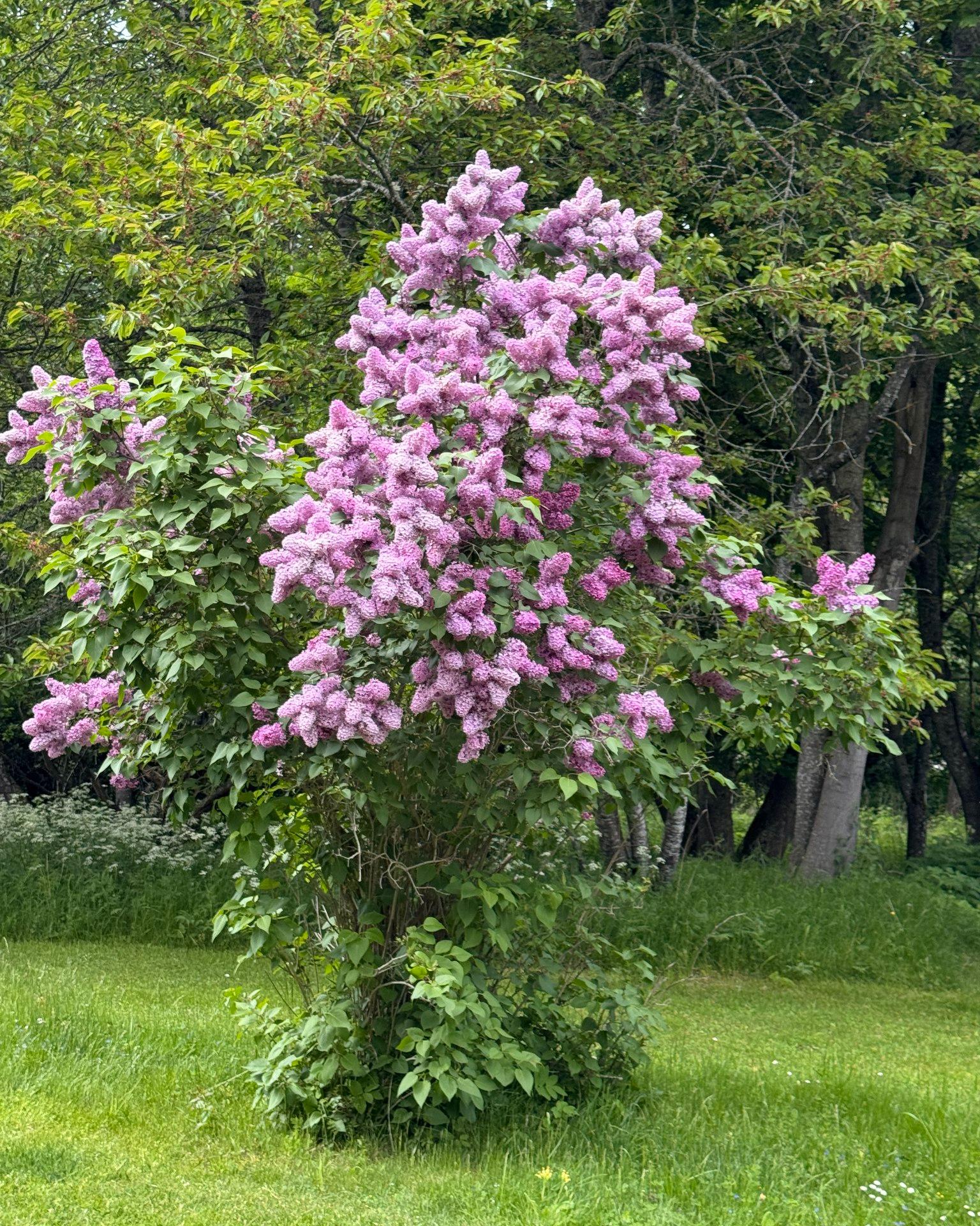 Vi har denna syrénen på Falkängen, så fin och så speciell blomställning. Är det någon som vet vad det kan vara för sort? Är det en äldre variant?