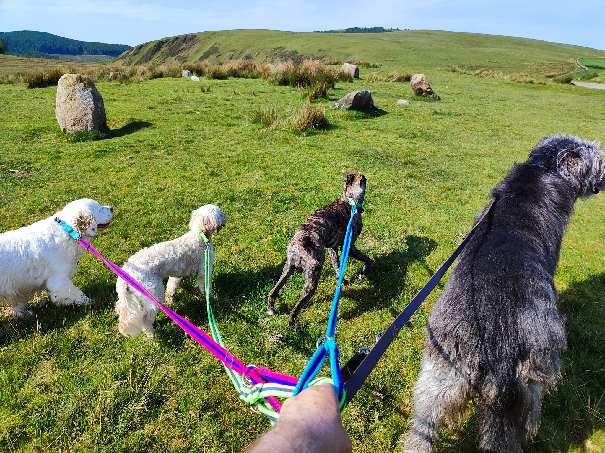 Beau, Nova, Loui and Koba π₯°
πΆ Would your pup love to join in on the fun?
π Simply fill in our enquiry form!
www.scallywagzpetservices.co.uk/enquiryform