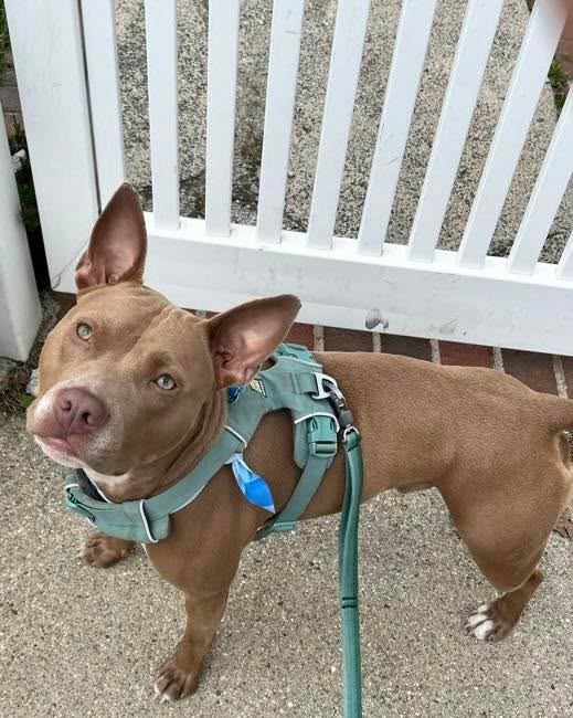 Bacon is looking forward to cuddling, snacking, and staying indoors and out of the rain as much as possible tomorrow. #bacon #rainraingoaway #pitbullsofinstagram 📸 by SO
