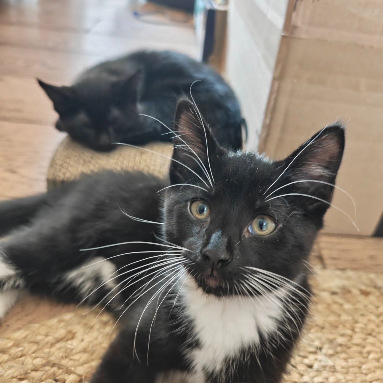Texas & Pupa - male and female / 3 months old
This adorable pair are full of personality, curiosity, and kitten mischief, each bringing something wonderfully unique to the mix.
Texas is the brave explorer of the duo. From day one, he's been the first to investigate anything new and firmly believes that every household task requires his supervision. Whether you're vacuuming, sweeping, or cleaning the litter tray, Texas will be right there offering his expert assistance. Gentle, kind, and affectionate, he loves playing with his siblings and is always eager to discover what adventure awaits next.
Pupa may have been the smallest of the litter, but she more than makes up for it with her confidence and determination. This fearless little girl is always looking for her next mountain to climb, whether that's a table, a shelf, or somewhere she definitely shouldn't be! She loves exploring every nook and cranny she can find and approaches life with endless enthusiasm. Despite her adventurous streak, she's also the first to sneak away for a cosy nap once she's worn herself out.
Together, Texas and Pupa are a delightful combination of curiosity, confidence, playfulness, and affection. They would love a home where they have plenty of space to explore, lots of toys to keep them entertained, and cosy spots to curl up when the day's adventures are done.
If you're looking for two fun-loving kittens who will fill your home with laughter, entertainment, and plenty of cuddles, Texas and Pupa could be the perfect pair. ❤️
---
📄 For more information about adoptions please head to our website. Be sure to read our resources and FAQs while you’re there!
🙏 Please consider donating via our fundraiser posts or the link in our bio. PayPal Giving Fund has no commission or payment fees. ALL donations go towards vet bills.
💊 Please be aware that some kitties may have pre-existing medical conditions that require a more expensive insurance policy. Ages are usually estimated.