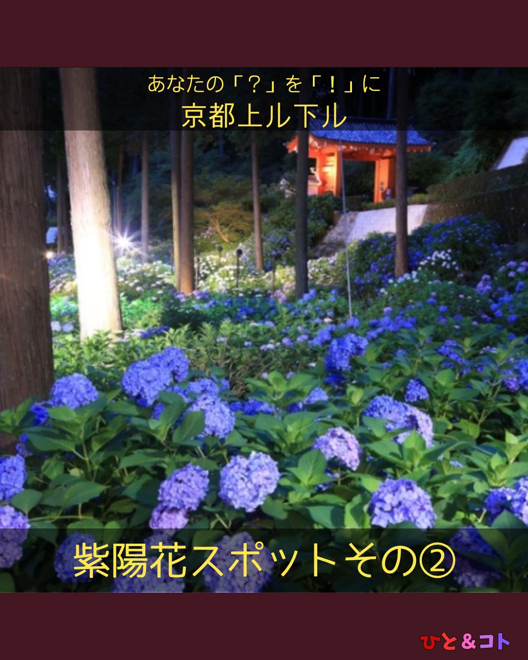 【紫陽花スポットその②】
京都にたくさんあじさいスポットの中でも「あじさい寺」と呼ばれる、
あじさいスポット中のスポット、宇治の三室戸寺(みむろとじ)!
2万株のあじさいは見ごたえ抜群。
そして、三室戸寺ならではの楽しみが「夜間ライトアップ」
・
京都でも唯一の幻想的なあじさいライトアップは必見です。
・
・
■三室戸寺について
宇治市にある本山修験宗(ほんざんしゅげんしゅう)の別格本山。
本山修験宗は、戦前までは三井寺の天台宗寺門派に属し、戦後になって独立しました。
・
総本山は京都市にある聖護院。
・
三室戸寺は、なんと平安時代から観音信仰の聖地として信仰を集めてきました。
西国三十三箇所観音霊場の第十番札所として古くから知られ、今も四季を通じて多くの巡礼者が訪れます。
応保元年(1161年)の三十三箇所を巡礼した最も古い記録では、三室戸寺が最後の札所となるなど、特に重要視されていました。
・
広大な三室戸寺の境内には5千坪もの庭園が広がっています。
・
三室戸寺では年間を通して季節の花が咲き乱れることから、「花の寺」とも呼ばれるようになりました。
特に4月下旬~5月上旬の「つつじ」、6月の「あじさい」、6月下旬~8月上旬の「蓮」は、それぞれが京都どころか関西でも随一の名所として知られます。
特に蓮はあじさいシーズンの後半と時期がかぶります。
あじさいと蓮の両方を楽しめるのでおすすめです。
・
・
■今年のライトアップ情報
あじさい園ライトアップ
期間:令和8年6月13日~28日の間の土・日曜日のみ
時間:19時~21時(20時30分受付終了)
拝観料:大人1,000円 小人500円
ライトに照らし出されたあじさいは幻想的です。
※昼夜入替制です。
※ライトアップ時の拝観は、あじさい庭園のみとなります。(本堂立ち入り不可)
※御朱印の授与ございません。
==========
-あなたの「?(はてな)」を「!(なるほど)」に。-
京都上ル下ル 第四弐歩
情報先取り!紫陽花スポット! ~藤森神社~
・
まちづくり学生団体ひと&コト
ライター:まちと
==========
ひととともに、まちとともに。
・
・
◆ひと&コトとは?
「ひと&コト」は、京都で活動しているまちづくり学生団体(一般社団法人)です!
メンバーは主に大学生で、京都女子大学、近畿大学、関西学院大学、同志社女子大学、平安女学院大学、関西外国語大学、京都教育大学など、さまざまな大学の1〜4回生が参加しています。高校生も参加しています!
現在、食や子ども、ジェンダー、伝統文化、観光、京都町屋保存など、幅広い分野の取り組みを行っています。
◆ 取り組んでいるプロジェクト
① 伝統文化事業「みやこびより」
和服をもっと身近に感じてもらいながら、よりコアな京都を知ってもらうイベントを企画・運営。
@miyakobiyoriでチェック👀✨
② LGBTQ+事業「にじのわ」
LGBTQ+を理解し、誰もが生きやすい社会を目指す活動。
『にじの集居』も運営中。
@gender_smileでチェック👀✨
③ 飲食文化事業「おむすび家(おむすびけ)」
食品ロス削減に取り組みながら、
“人と人・人と食・人と場所” をつなぐコミュニティ飲食店を運営。
▶ 月1、集居(つどい)で開催中!
場所:京都市中京区西ノ京西月光町18-3
また、日本の三大酒蔵の一つ・伏見の魅力 を若者に知って好きになってもらう「THE 酒プロジェクト」 も並行して活動しています。
次回開催日:6月20日18:00〜21:00
@omusubi.keでチェック👀✨
④ 子ども育み事業「まちまなび」
子どものサードプレイスとなる居場所を提供しながら、学校では学べない“学び”を、学校や学年の枠を超えて楽しめる場をつくるプロジェクト。文化体験、職業体験、音楽体験などを検討・実施中。
毎月第二土曜日にイベント開催中!
@machimanabi.kodomoでチェック👀✨
⑤ 京町家保存事業「おかえりノベ」
古い京都の町家をリノベーションし、地域の方々の集まりの場・自分たちの活動拠点をつくる活動。
◆ 全体活動日:第2・第4日曜日(+各チーム会議、合宿)
◆ 活動拠点:集居(つどい)/JR・地下鉄二条駅付近
◆ 私たちと一緒に活動しませんか?
京都のまちづくり団体「ひと&コト」では、ただいまメンバーを募集しています。団体/個別説明会を開催していますので、少しでも興味のある方はぜひご参加ください。
▶ 対面新歓:6月14、21日
7月以降も計画中!
参加希望の方は、プロフィールのURLまたはDMにてお知らせください。