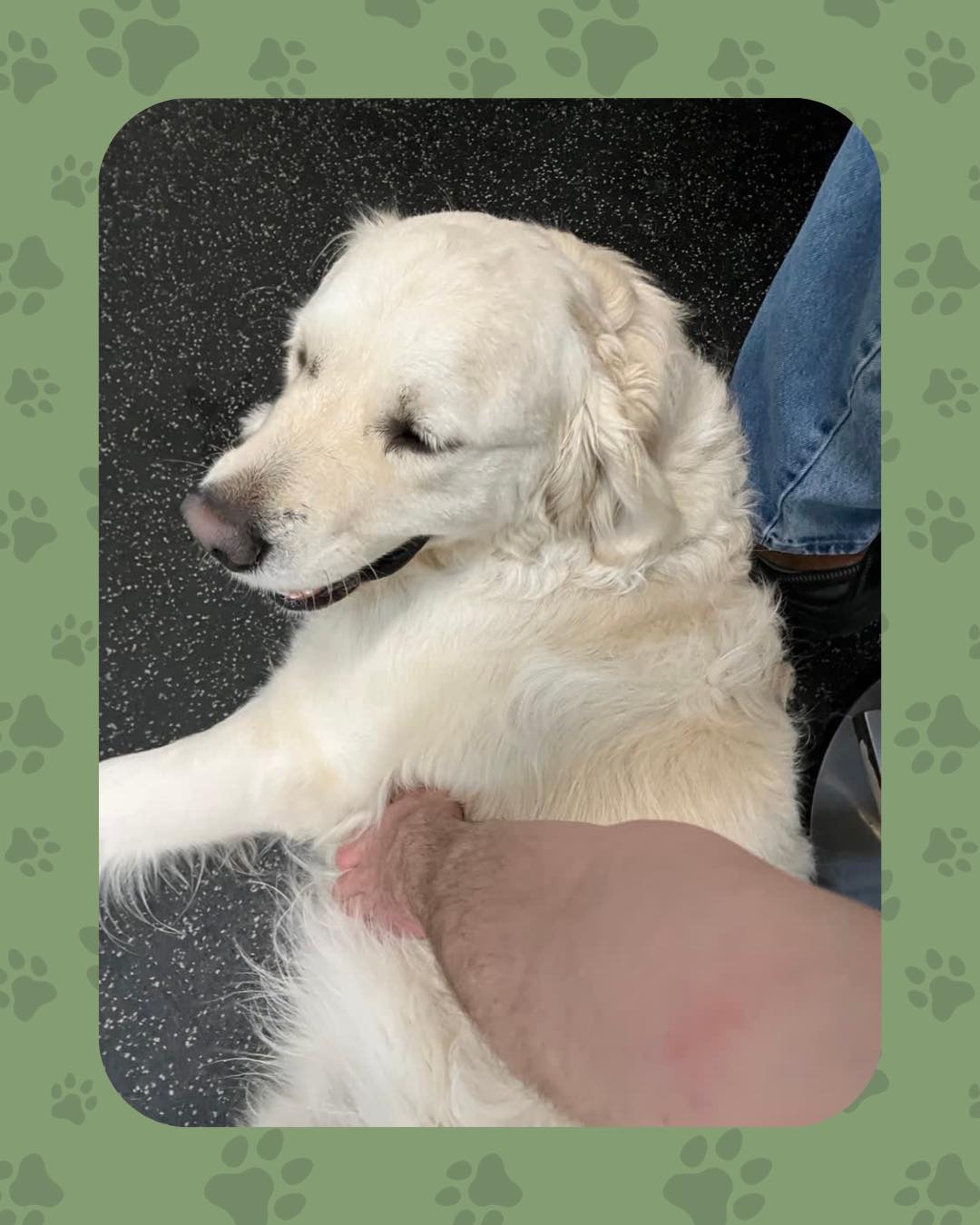 Always ready for cuddles! 🫳
Meet some of the adorable pups spending their day at Giving Tree Pet Resort 🐾
👉 Swipe to meet the cuuute furries 🥰
#GivingTree #Virginia
#GivingTreePetResort #Reston
#PetResort #Dogboarding
#scritchhhh