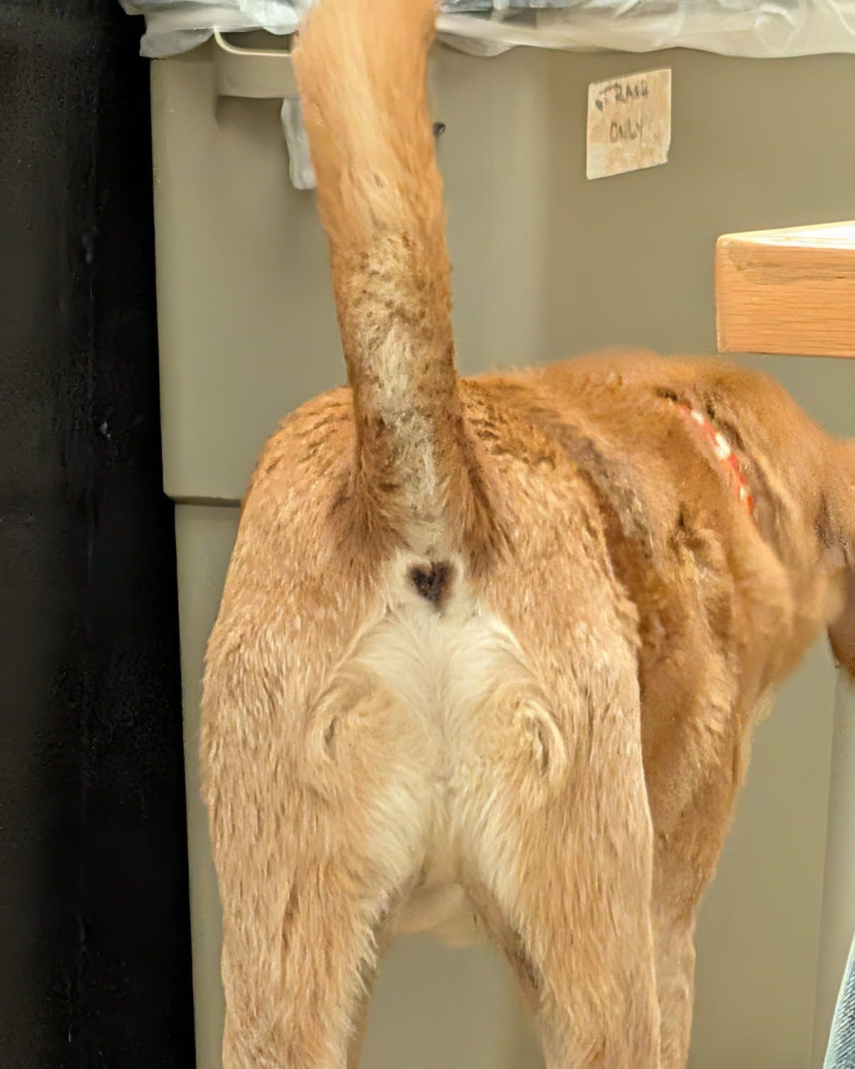 We always knew Skinny was full of love... we just didn't realize it went all the way to the tip of his tail. 🐾❤️😂 Upon further inspection, it appears this sweet boy is sporting a heart-shaped surprise on his backside. From nose to tail, Skinny is 100% love and ready to share it with a family of his own!
📧 Interested in adopting? Email: adopt@dfwhumane.com
📍 4140 Valley View Lane, Irving, TX 75038
🕐 Hours: Tues–Fri 11am–6pm | Sat 10am–5pm