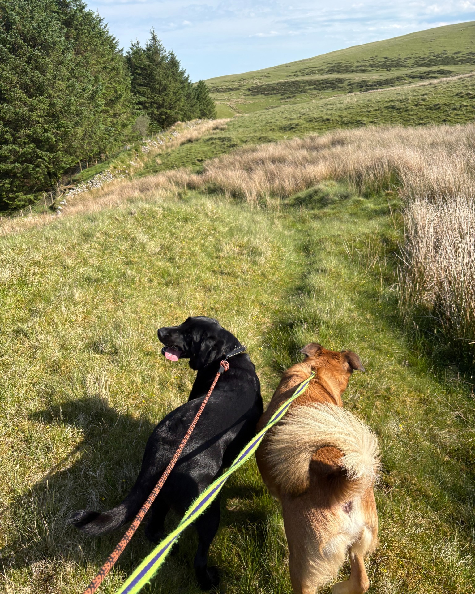 Daryl and Dougie always love having Alexander join them πΆ
Do you have a dog that loves a good sniff and is partial to a crazy zoom?
Theyβre in luck - these two are looking for another pal to join their tribe!
www.scallywagzpetservices.co.uk/enquiryform