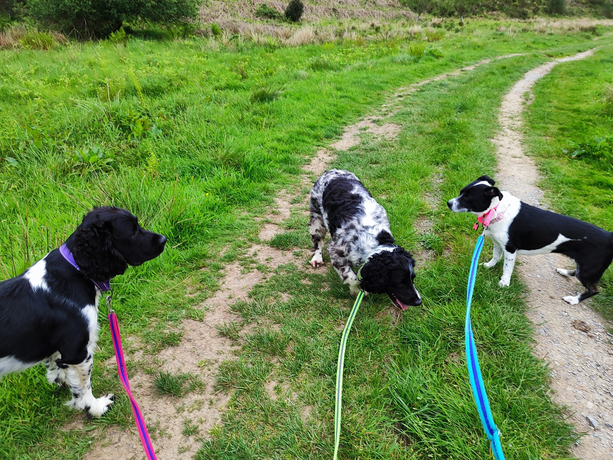 Mason, Millie and Soka π₯°
πΆ Would your pup love to join in on the fun?
π Simply fill in our enquiry form!
www.scallywagzpetservices.co.uk/enquiryform