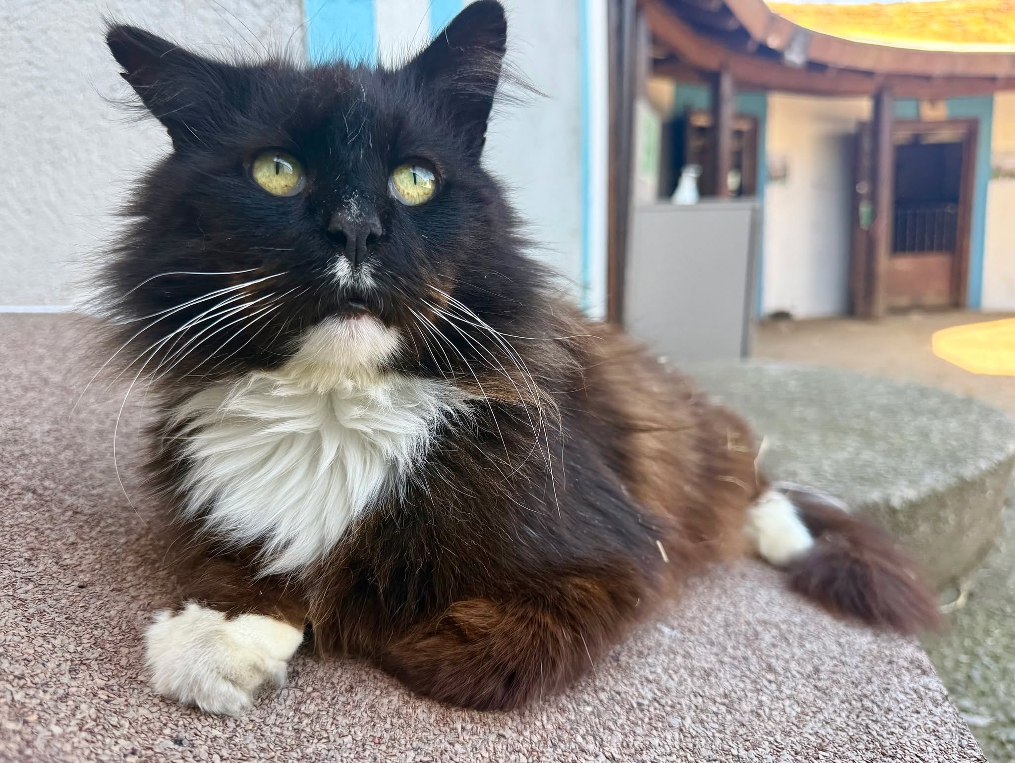 A little update on Digger, our handsome farm cat 🐱
Thank you so much to everyone who donated to our appeal to help fund Digger’s essential dental treatment. He is booked in for his tests and procedure next week at @highfieldvets, and we’re all hopeful this will help him get back to his food-loving ways!
His skin condition is also gradually improving, despite our short-lived battle with his recovery collar… a battle that Digger most definitely won! 😹
It’s been lovely to see just how much support there has been for Digger. He’s clearly a very popular and much-loved boy, and we’re incredibly grateful to everyone who has helped him on his journey.
As is often the case with dental work, we won’t know the final cost until the procedure has been completed. Rest assured that any funds remaining from the appeal will go directly towards Digger’s ongoing care and treatment.
Thank you again for your kindness and support. We’ll share another update as soon as we can. 🫶
https://www.justgiving.com/campaign/diggerthecat