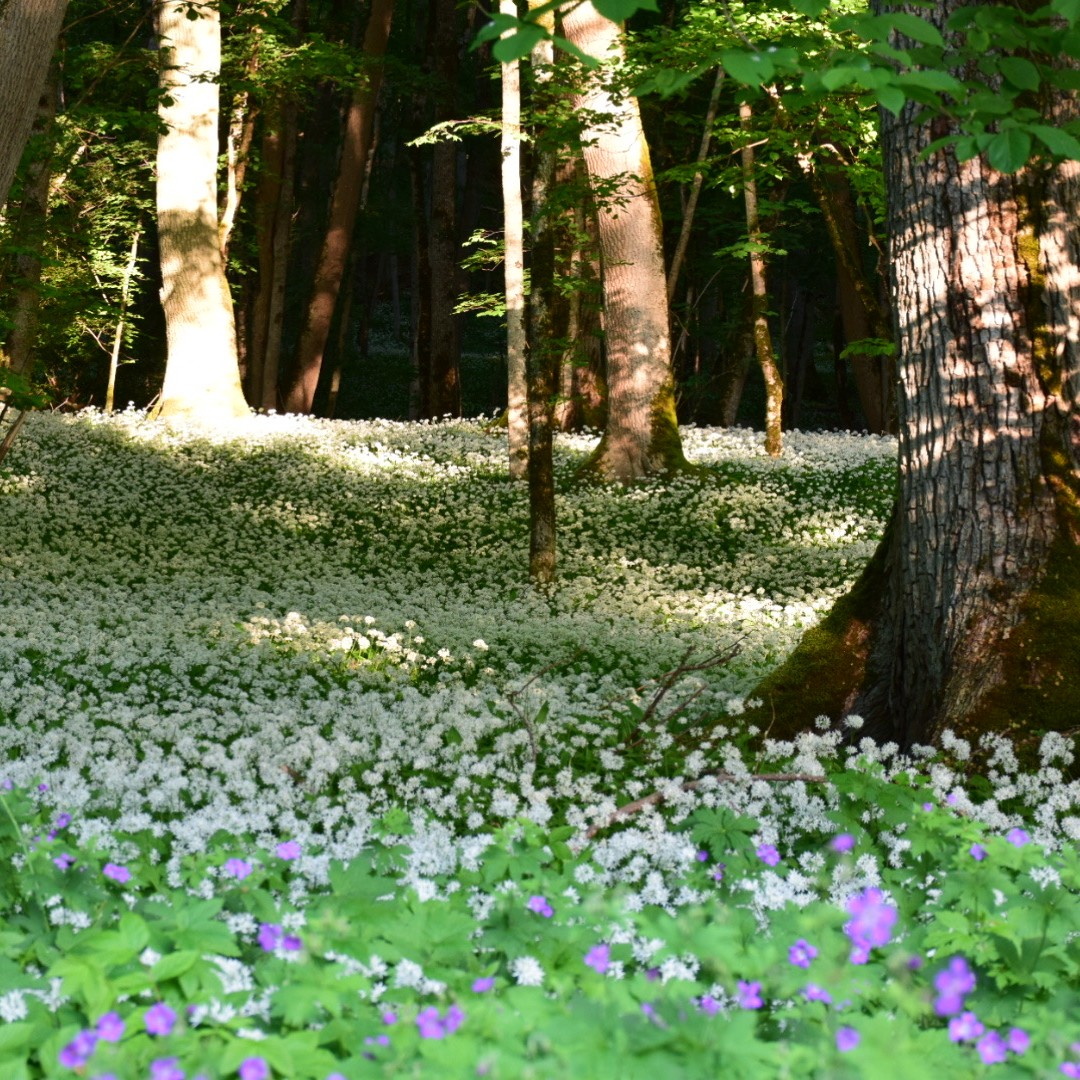 Kvällsutflykt till Munkängarna.
Ramslöken blommar för fullt just nu och tack vare det svala vädret så får vi njuta av den ett tag till.
