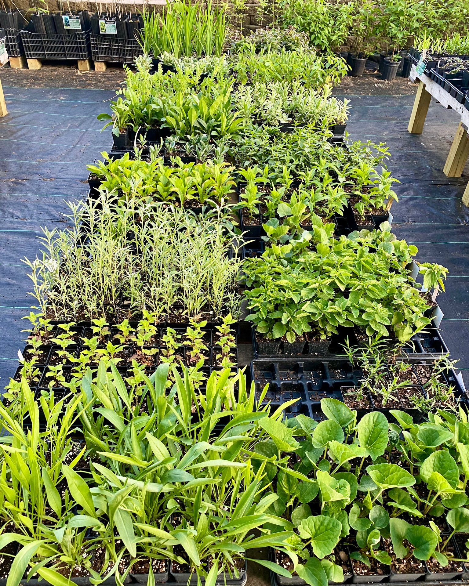 🌿 Things are growing right along.
Healthy roots, fresh growth, and plenty of future pollinator habitat waiting to be planted🦋🐝
It's always fun to see how much changes in just a few weeks this time of year. Stop by and see what's growing! 🌱