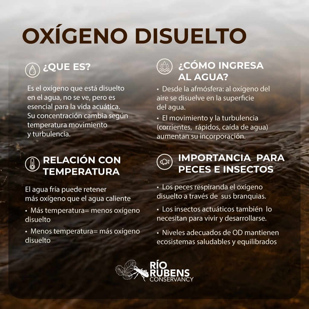 Así como en la superficie, la vida bajo el agua depende de un factor invisible pero vital: el oxígeno disuelto. La disponibilidad de este recurso en los ecosistemas acuáticos varía según variables físicas como la temperatura, las corrientes y la turbulencia del agua. Comprender estas dinámicas es fundamental, ya que cualquier variación en sus niveles determina el equilibrio y la salud de las especies que habitan en ellos.
#Agua #Hidrología #Ciencia #Naturaleza #MedioAmbiente #NaturalezaViva #RitmoDelRio #capturaylibera #PatagoniaChile #PescaResponsable #CatchAndRelease #NaturalezaChilena #VidaSalvaje #Educacion #EducacionAmbiental
.
.
.
.
.
.
.
.
.
Just like on the surface, life underwater depends on an invisible yet vital factor: dissolved oxygen. The availability of this resource in aquatic ecosystems varies based on physical variables such as temperature, currents, and water turbulence. Understanding these dynamics is essential, as any fluctuation in its levels determines the balance and health of the species that inhabit them.
#FluidDynamics #WaterQuality #Limnology #EnvironmentalMonitoring #Water
#Hydrology #Science #Nature #Environment #Education #Ambiental #Environment