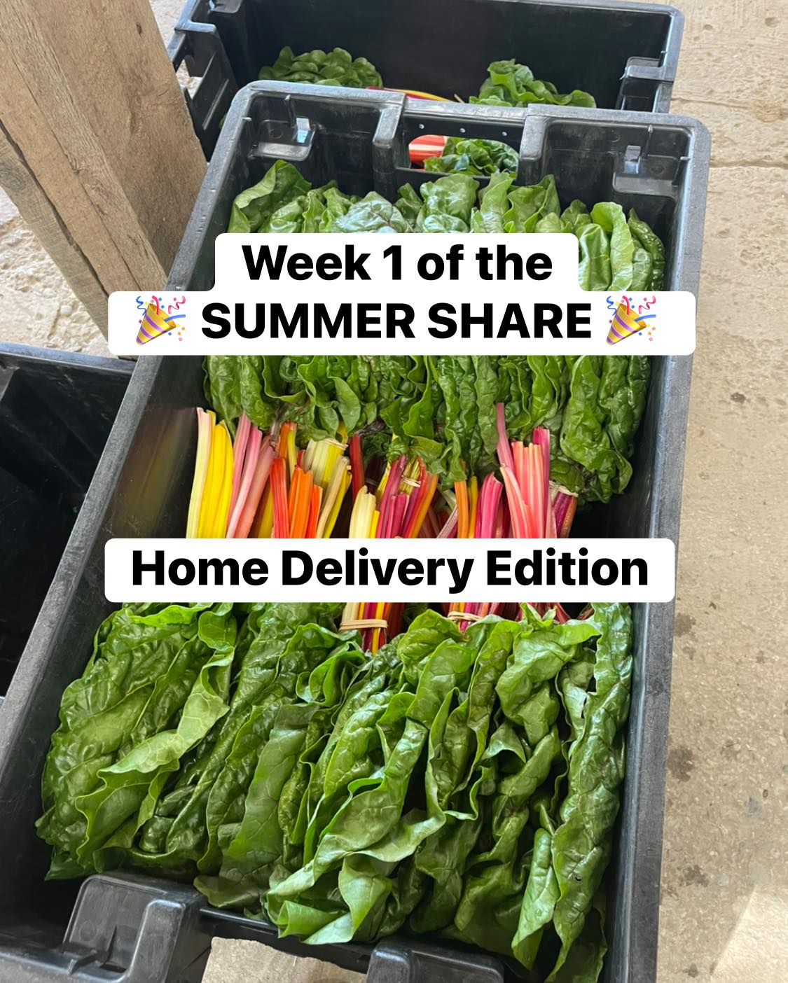 Sorry for my spotty updates the last week! I have been so busy out in the field. We will more consistent going forward 🤞🏻
Small share:
Lettuce mix
Swiss chard
Bok choy
Carrots!!!
Turnips
Gift of cilantro
Medium share:
+Beets
+Kale
Jumbo share:
+potatoes
+baby greens
+extra bok choy
+extra lettuce