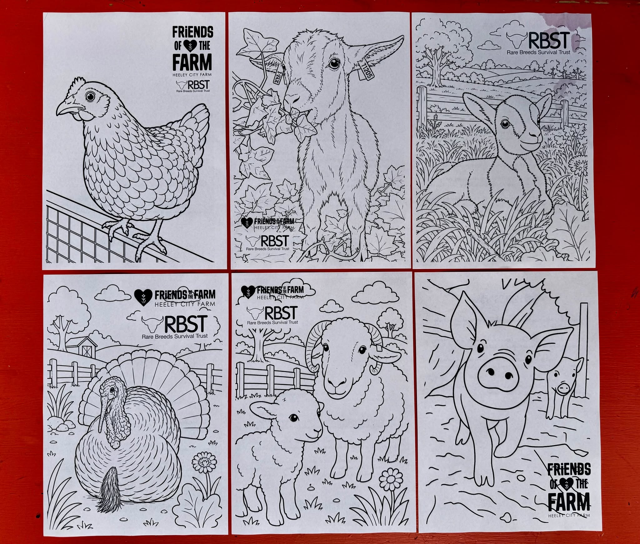 🎨🐐 New in @heeleyfarmkitchen! 🦚🎨
Our brand new colouring sheets have arrived in the kids’ corner, featuring some of the farm’s most loved residents! From Derek the Goat to Flash the Peacock, there's plenty to keep the children (or adults!) entertained while you visit. ☕️
We’d love to see your creations, so don’t forget to show us your masterpieces or share a photo in the comments! 🎨💚
Who’s your favourite farm character? And who else would you like to see featured? 👇