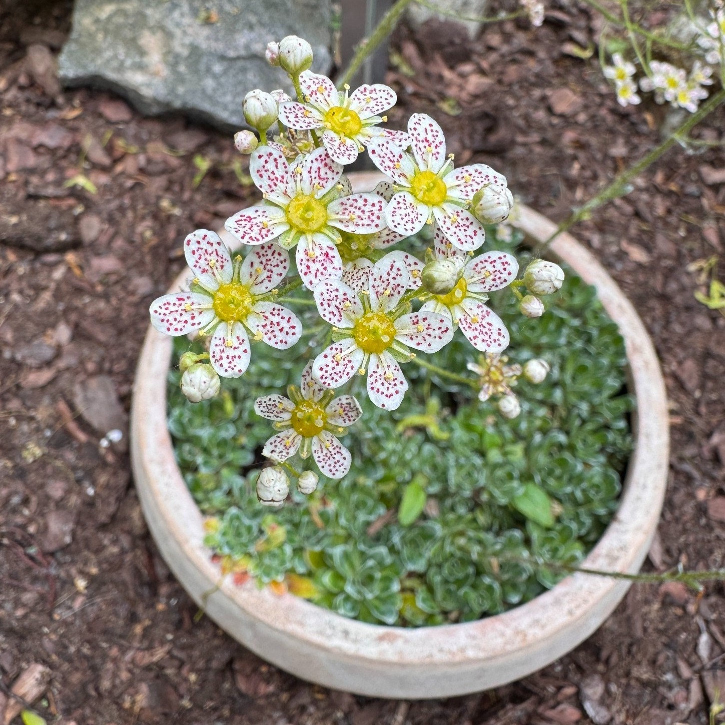Fjällbrud, vilket passande namn på en så vacker liten blomma!
Örtagården är värd en resa till Falkängen bara i sig självt, så fint där nu och många intressanta växter att läsa om och lära känna. I år deltar vi i både #trädgårdsresan och #öppnaträdgårdar. Hoppas ni hittar till oss!
#falkangenkinnekulle #falkängensörtagård