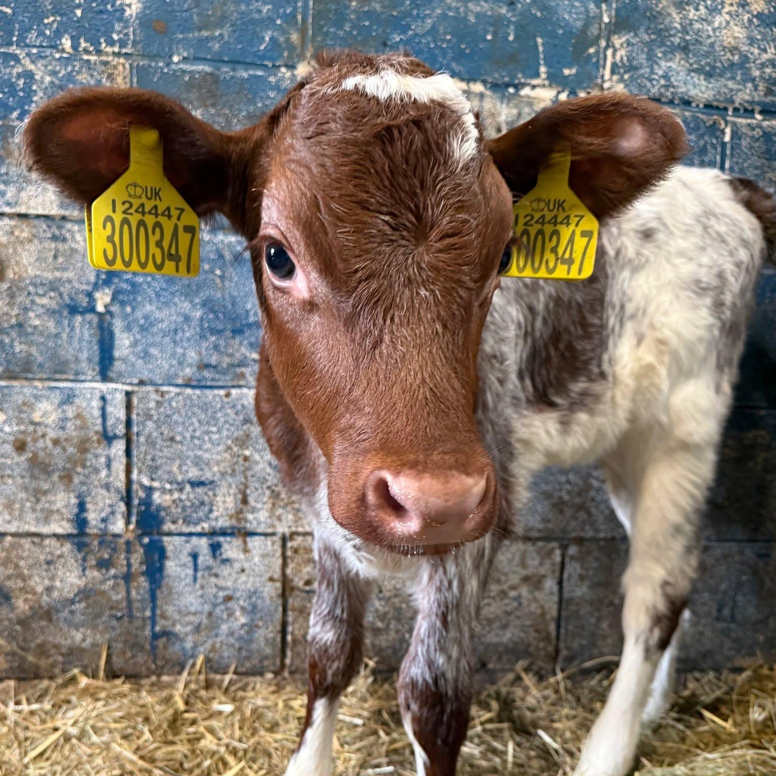 🐃 Introducing our lovely new residents! 😍
KitKat and Crunchie are settling back into life in the beautiful countryside of North Yorkshire and we’re delighted to welcome two Northern Dairy Shorthorn calves to the farm in their place! This breed of cow is categorised as a priority breed on the @rbstrarebreeds watchlist and we are super lucky to have them at Heeley.🐮💛
Some of our regular visitors may remember Lavender and Bluebell, two much-loved cows from previous years. One of our new arrivals is actually Lavender’s daughter, making this a very special homecoming. 💜
We need your help with some your name suggestions, even better if they follow our 'nature' theme!
We’ll be putting together a shortlist and you’ll be able to cast your vote at Heeley Festival on the tombola stall in the garden centre. Put your suggestions in the comments!🐄