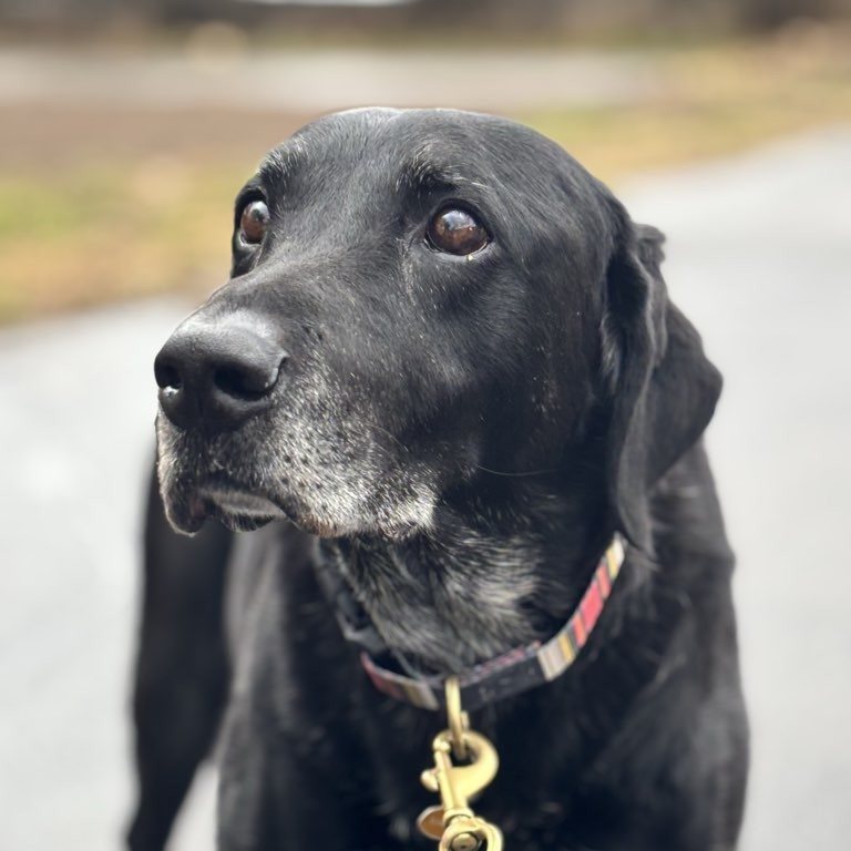 Wishing the happiest of birthdays to this sweet ole man, Radar! 🎉 We adore him so much, especially when he greets us with gifts upon arrival. Drop some birthday love in the comments! 🎁❤️
Need some help exercising your dog🐶, or do you have a pet that needs to be checked in on, let outside, or fed 🐰? Give us a call, email or message to schedule a meet and greet today! 🐱
.
.
.
#montana #missoula #canine #dogwalker #montanagram #missouladogs #missoulapets #missoulacats #dogsofmissoula #catsofmissoula #dogsofinstagram #dogsofinsta #dogsofinstaworld #catsofinstagram #catsofinsta #puppies #optoutside #allaroundadventures #newadventure #chickens #fish #reptiles #horses