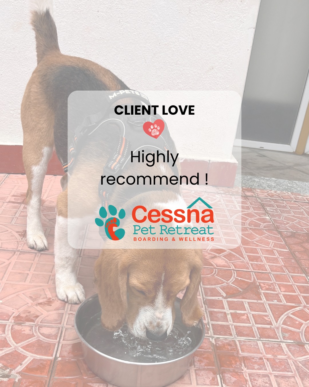 Nothing says it better than our clients who absolutely LOVE Cessna Pet Retreat for their pets.
Pet Boarding top choice chosen by pet parents across Bengaluru!
Call us on 76196 34627 to book your pet's boarding space with us! :)