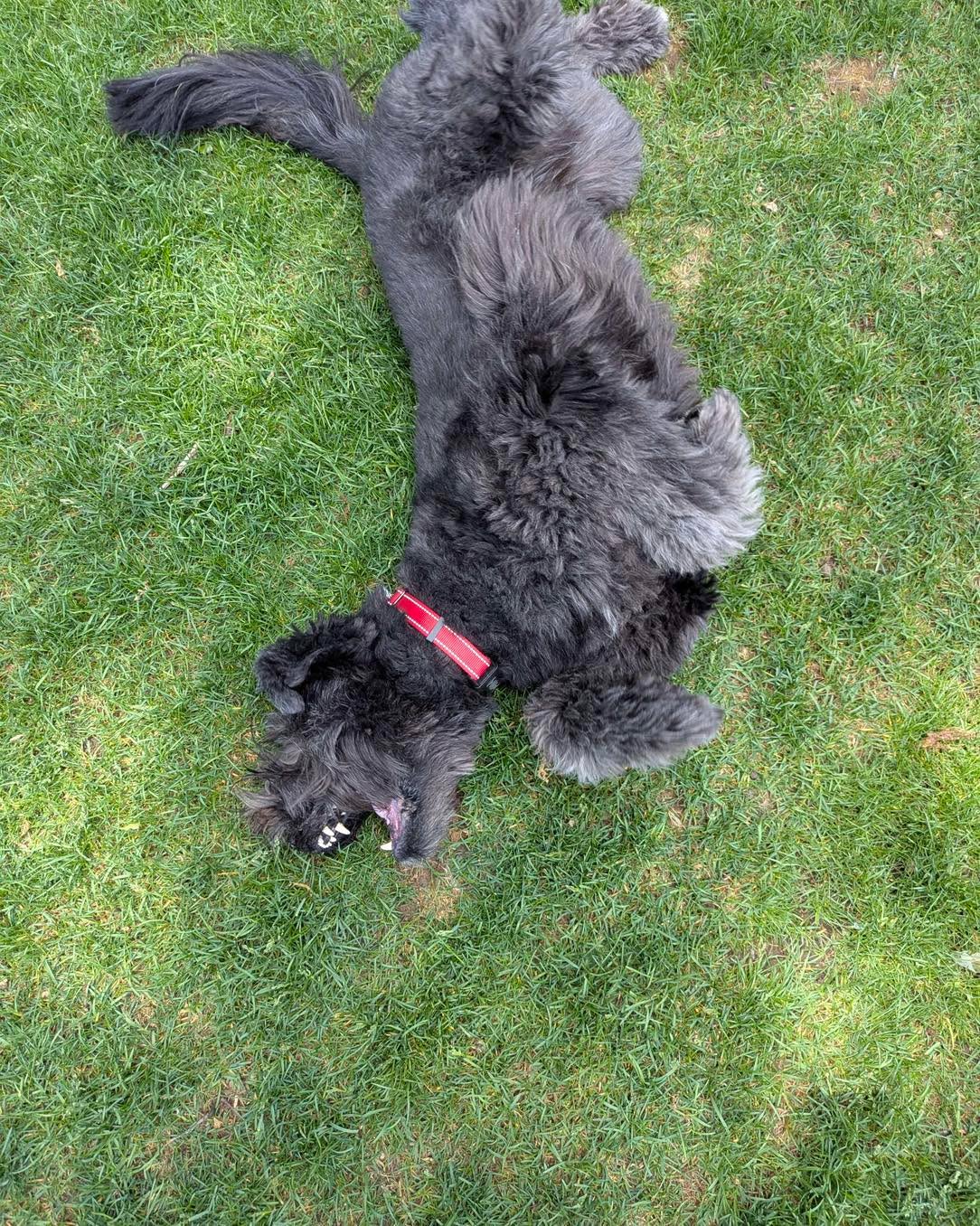 Percy thinks it’s a great day to roll in the grass! #schnoodlesofinstagram #summah 📸 by MS