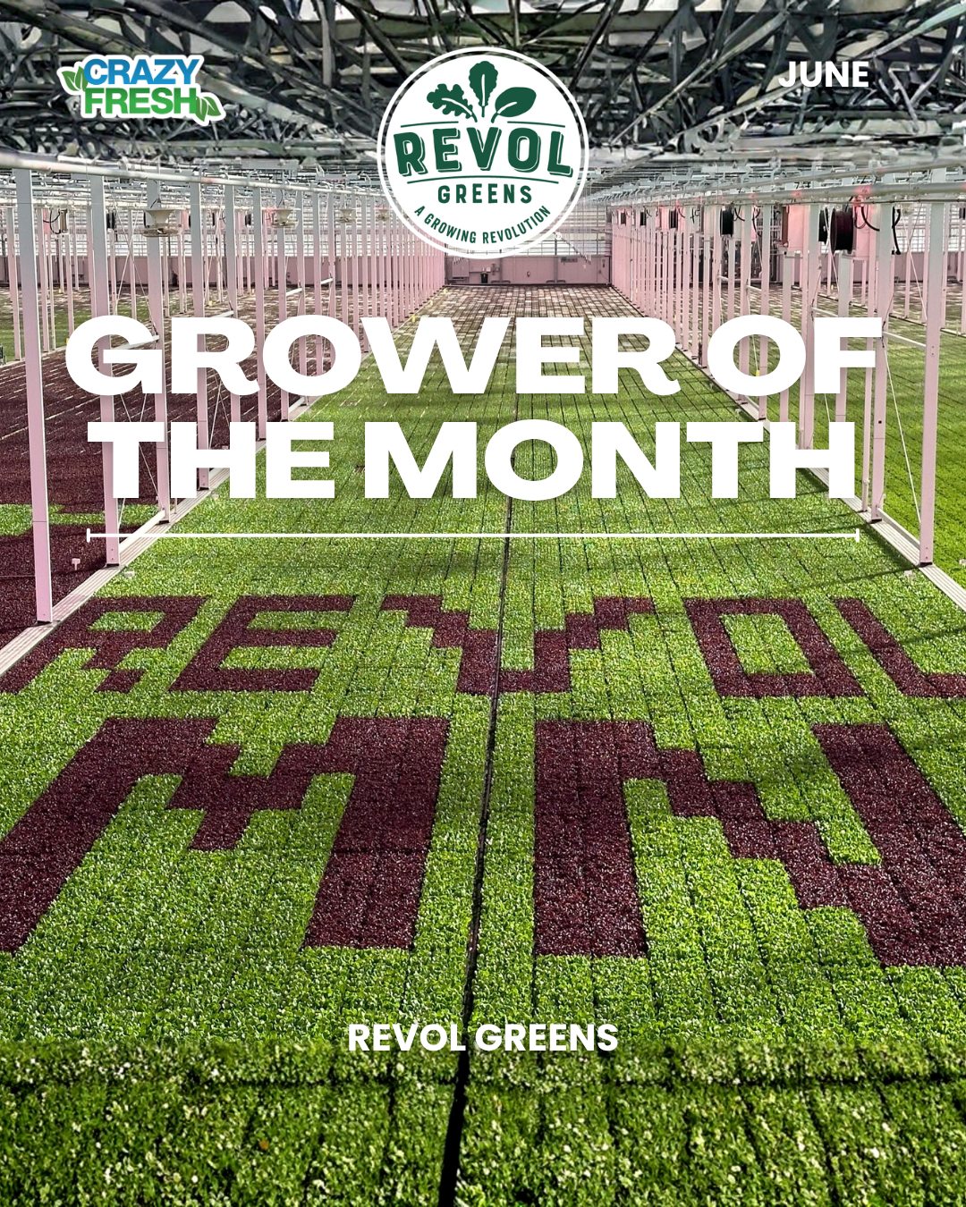 🌱Meet our June Local Grower of the Month — @revolgreens 🌱
Since 2017, Revol Greens has been transforming the way fresh greens are grown right here in the Midwest. Based in Owatonna, MN, they’re on a mission to deliver fresher, better lettuce using innovative greenhouse technology.
By growing closer to home, they ensure every bite is crisp, fresh, and full of quality you can taste-- We are so proud to partner with them! 🥬🚜
#LocalGrowerOfTheMonth #LocalGrower #Highlight #Partnerships #FreshGreens #CrazyFresh #MidwestFarming #RevolGreens #June #Lettuce