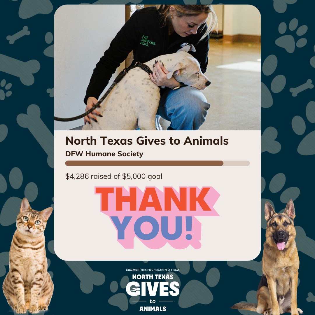 🎉 We did it! 🎉 North Texas Gives to Animals has officially wrapped up, and thanks to our incredible supporters, we raised $3,786 in donations plus a $500 matching grant for a total of $4,286 raised for shelter pets. That's more than double the $1,855 we raised during last year's campaign! 💖
Thank you to everyone who donated, shared our posts, and helped spread the word. Your support helps provide food, medical care, enrichment, and second chances for the animals who call DFW Humane Society home. We are so grateful for this amazing community!
