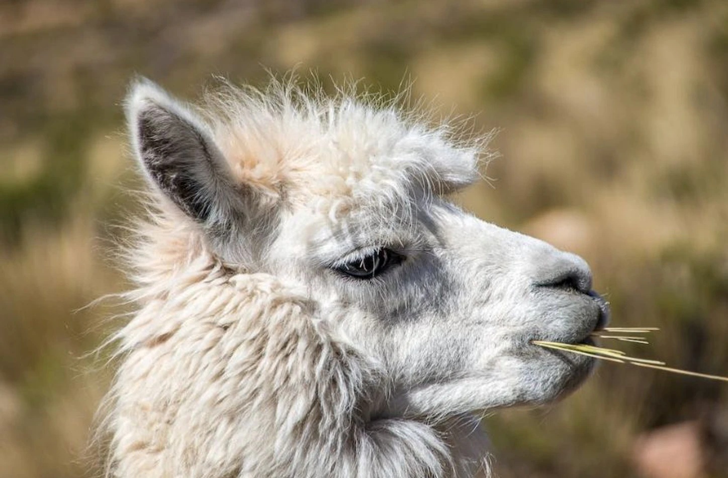 Looking for a truly unique family day out in the Suffolk countryside? Say hello to the residents at Camel Park Oasis in!🐪
As the only park of its kind in the UK, it offers a fantastic, interactive experience where the whole family can get up close and learn about these amazing animals. Packed with fresh air, animal encounters, and plenty of fun, it's an easy day out everyone will remember. 👨👩👧👦
Tap the link in our bio to explore more family-friendly attractions.
https://visitsuffolk.com/businesses/camel-park-oasis
#VisitSuffolk #CamelParkOasis #Halesworth #SuffolkDaysOut #FamilyFriendly #UniqueAttractions #UKWildlife #ExploreSuffolk