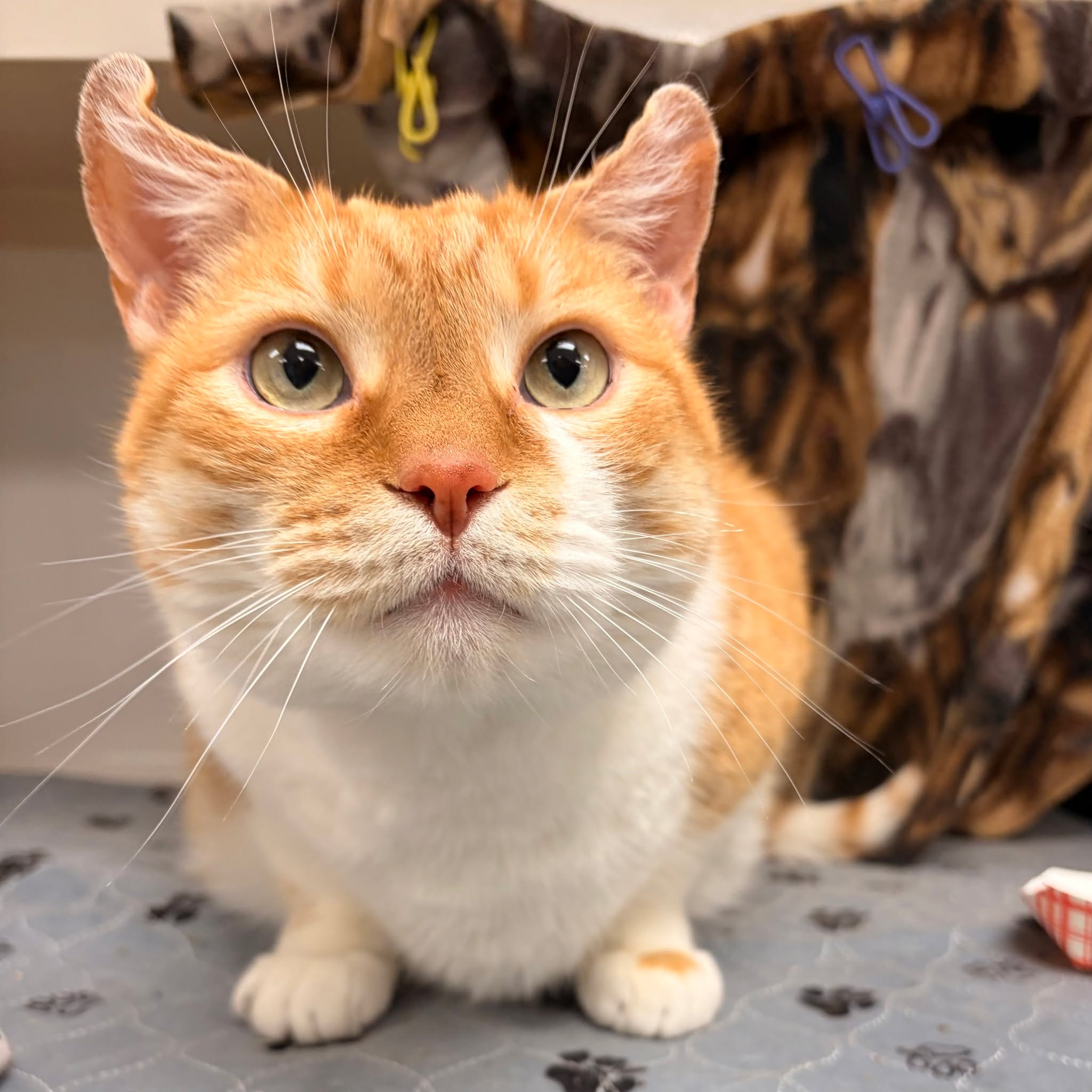 June is Adopt A Cat Month! Buddy is hoping June is his month after a rough few. This handsome 6-year-old super senior came to the shelter after a house fire displaced his owners and family. Buddy is an affectionate, sweet boy who has lived with another cat and dog before. He is often seen lazing around his cage or napping, and he loves snacking on churus and other treats.
Buddy's most endearing features are his slightly curled ears, a direct result of excessive scarring from a previous ear mite infection. He is completely healed but could potentially be more susceptible to ear infections in the future. Regardless, he's a gorgeous boy with a lot of love to give! 💕
Interested in making Buddy's dreams come true? Check him out on our website, or stop in to meet him this weekend from 12-5 at the Christopher Cutler Rich Animal Shelter!