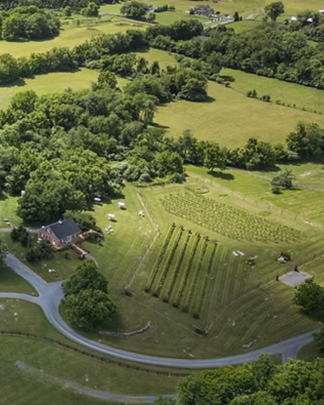 The fields surrounding the property were once home to Loretta Briedé's hunter horses before the vineyard was established.
A lot has changed since 2002, but the goal remains the same: creating a place where people can gather and enjoy something special.
#BriedeFamilyVineyards #VirginiaWine #WinchesterVA #VineyardHistory #EstateGrown #ShenandoahValleyWine #VisitTheVineyard #LocalWine
