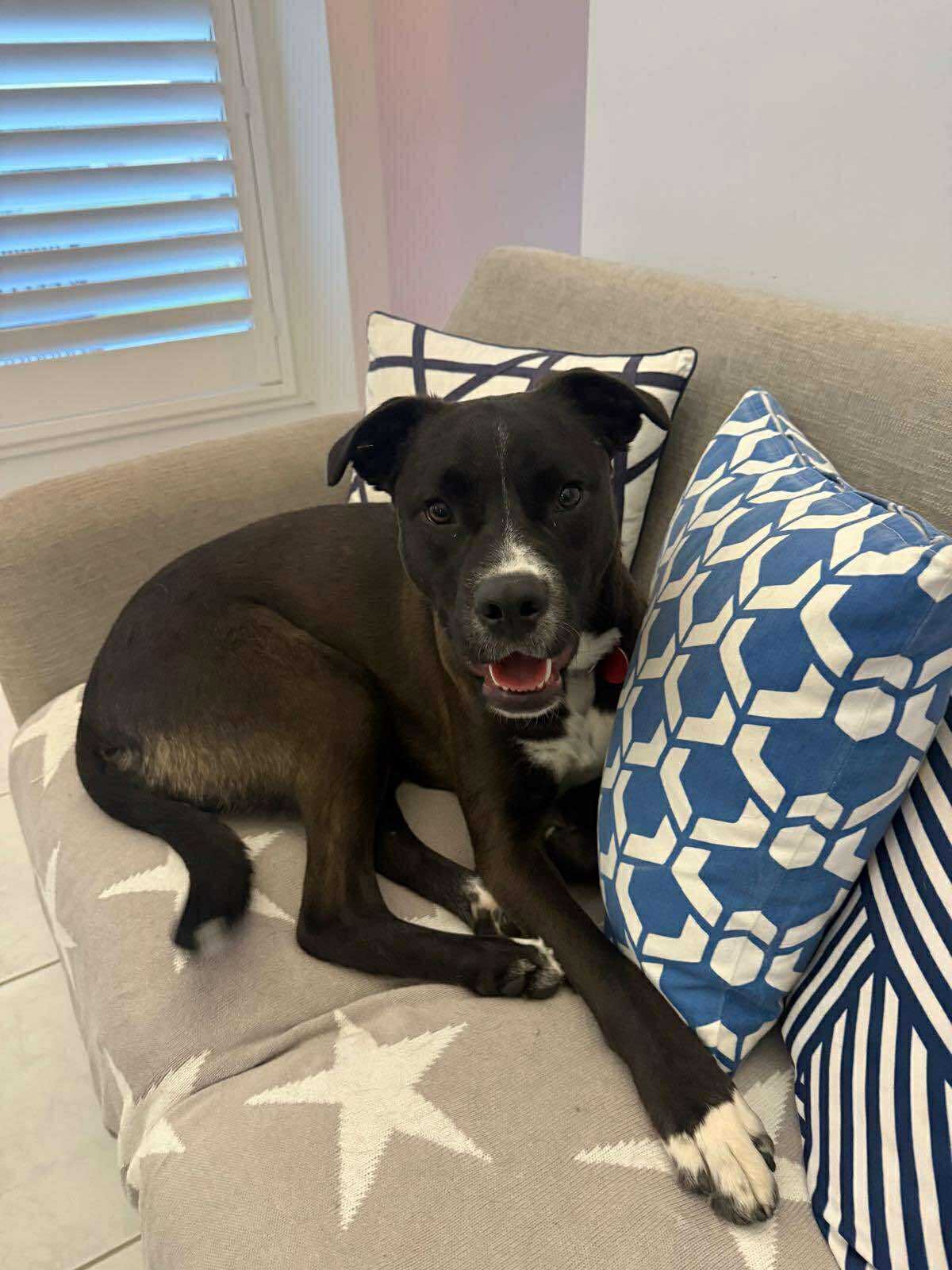 We have a theory about Finn.
We think he was assembled using spare parts from all the best dogs.
✔️ A scoop of Labrador loyalty.
✔️ A dash of Border Collie brains.
✔️ A generous helping of Staffy smooches.
✔️ A sprinkle of Kelpie athleticism.
And somehow, against all odds, it worked.
Very well.
What's even more impressive is that he doesn't look like he was put together with spare parts.
In fact, he's a ridiculously handsome boy.
Finn is the kind of dog who wants to be involved in everything. Beach trips. Camping weekends. Walks around the block. Afternoon naps. If you're doing it, he'd like to submit an application to come too.
He walks so beautifully on a halti that we're starting to suspect there might be a little horse in the mix as well.r
The only things Finn doesn't love are lettuce and possums.
We don't know what happened there, and frankly we're afraid to ask.
If you've been looking for a dog that gives you a little bit of everything, Finn might just be your guy.
Message us to arrange a meet and greet with Finn.
BIN: 0000510317158