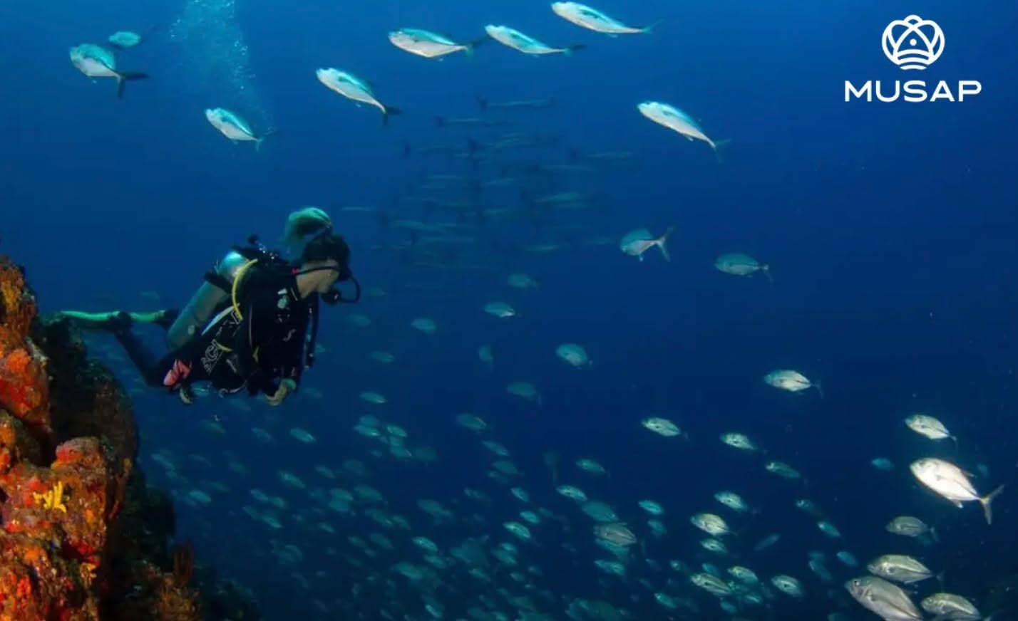 At Truly Panama, they are proud founding members of MUSAP – Panama’s first underwater museum. This project, in partnership with the Reef2Reef Foundation, is dedicated to coral restoration in the Bay of Portobelo on Panama’s Caribbean Coast. Through the underwater museum, they seek to restore the marine fauna of the area while creating a positive impact on the community's economy by attracting more visitors. Furthermore, they collaborate with top anthropologists, biologists, and other specialists to offer educational and enriching experiences, ensuring that each trip is not only enjoyable but also insightful and impactful.
For details info@dominiquedebay.com or by phone 1-212-752-1416 or WhatsApp 1-917-940-2407 #Panama #Trulypanama @Trulypanama