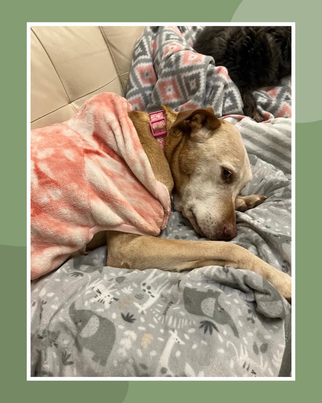 Sometimes I also wonder what they’re thinking...🐶
Everything about them is just loooovely 🥹
👉 Swipe for some sweetness 🐾
#GivingTree #Virginia
#GivingTreePetResort #Reston
#PetResort #Dogboarding