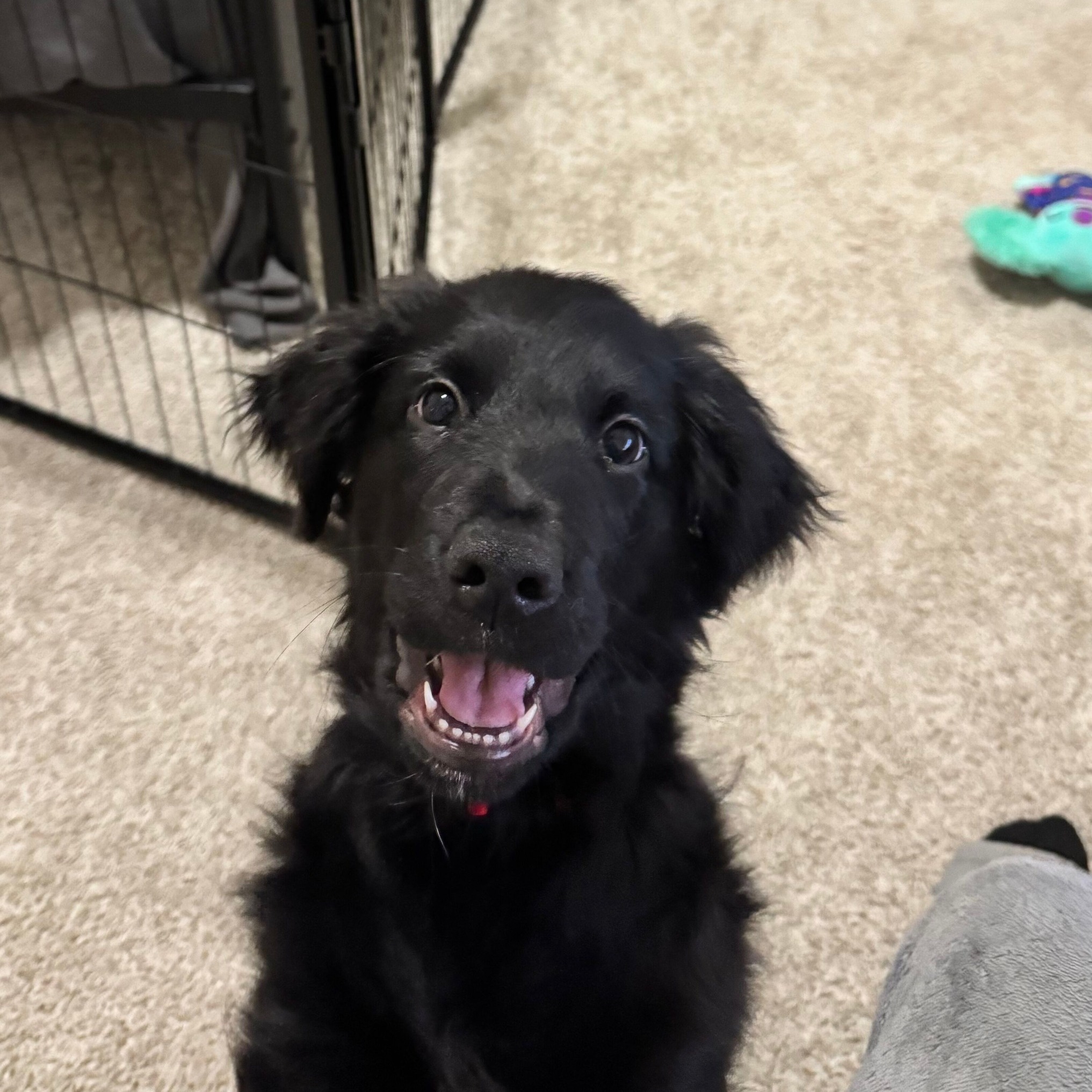 Remember little Koda? Well, he's not so little anymore! 💙 This handsome pup has grown into such a big boy and is absolutely thriving in his forever home. He's incredibly loved and gets ALL the park time his heart could desire.
Seeing updates like this reminds us why we do what we do. Thank you to Koda's dad for giving him such a wonderful life-- we couldn't be happier for this lucky pup!