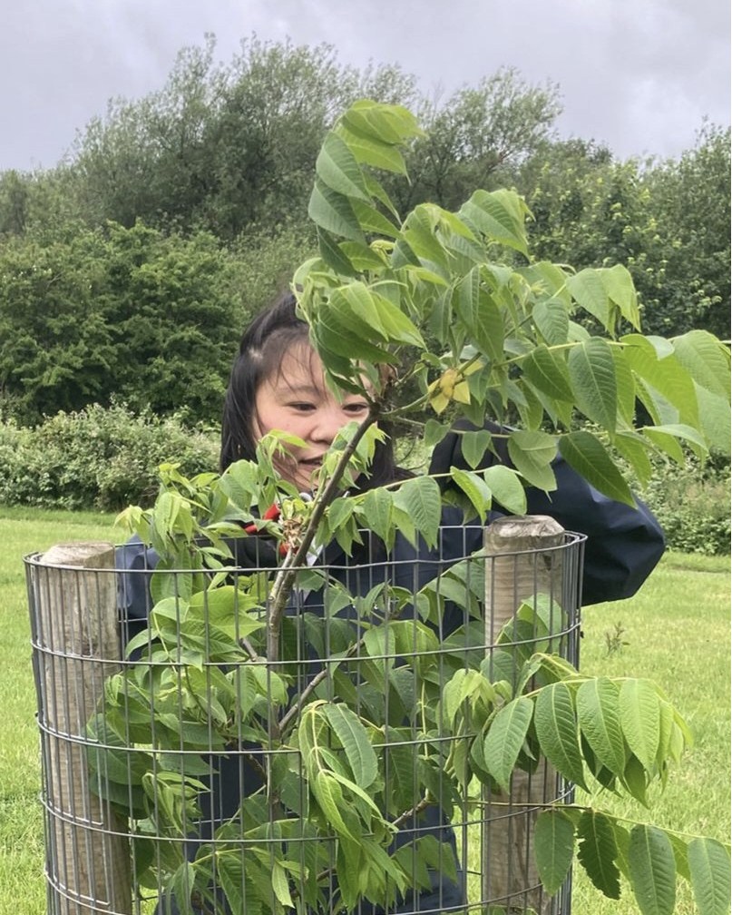 We carried out our #StoneFruitPruning this week at #BroadmeadowOrchard, and we'll be running more #FruitTreePruning in #Stirchley all month if you'd like to join us.