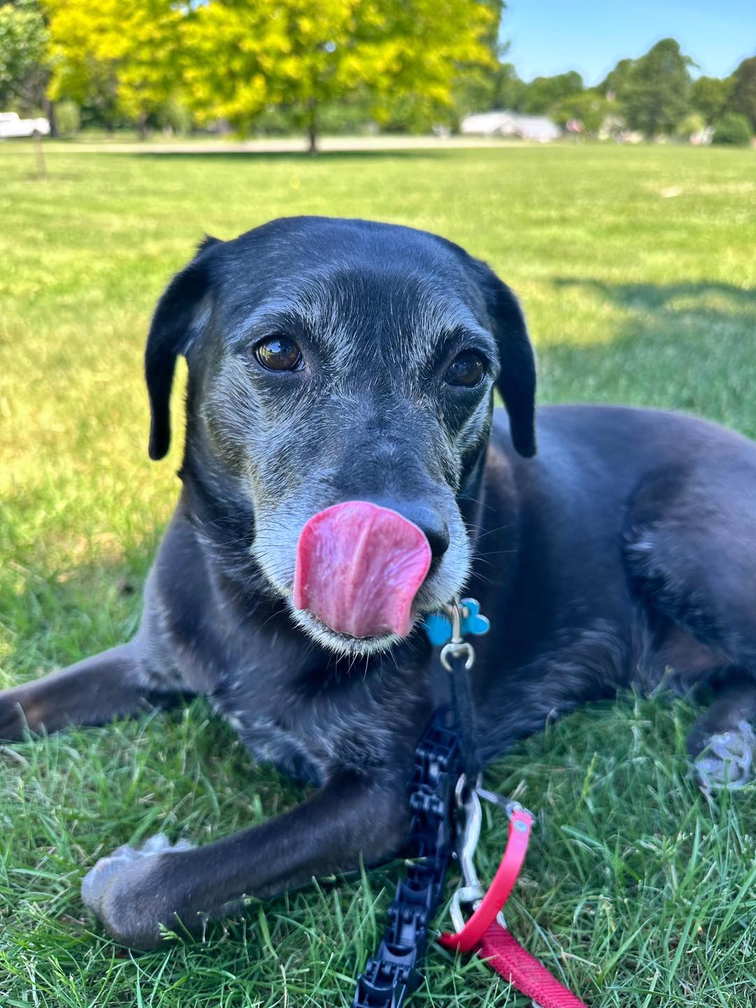 Billie Jean had it made in the shade today! #billiejean #muttsofinstagram #summahtime 📸 by RA
