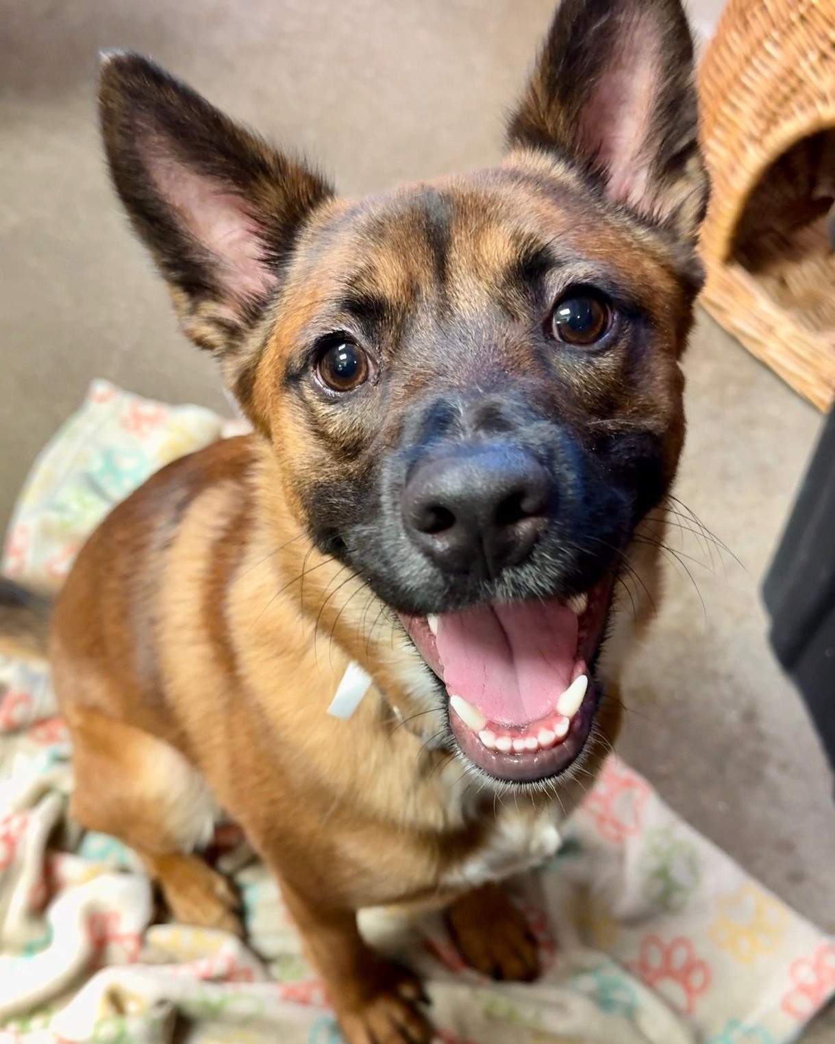Don't let the shepherd mix label fool you-- Pumpkin is the perfect pocket-sized pup! 🎃🐾 At 1 year old and fully grown, this handsome boy weighs just about 30 pounds, making him the best of both worlds: all the fun and personality of a shepherd mix in a compact package, ready to find a family of his own.
📧 Interested in adopting? Email: adopt@dfwhumane.com
📍 4140 Valley View Lane, Irving, TX 75038
🕐 Hours: Tues–Fri 11am–6pm | Sat 10am–5pm