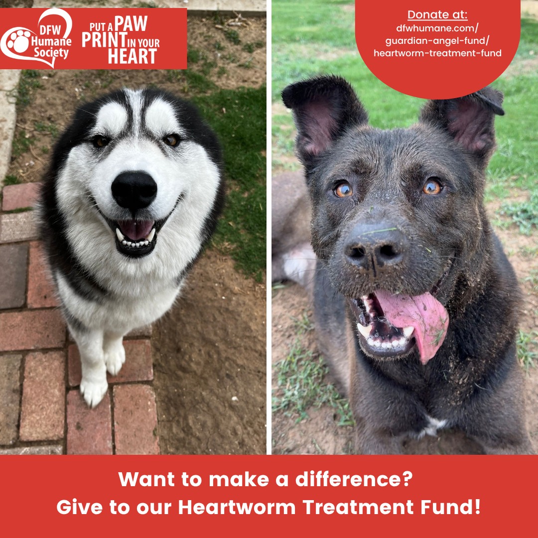 Thanks to our Heartworm Treatment Guardian Angel Fund, dogs like Ares and Bear have received the lifesaving care they needed to become healthy, happy, and ready for forever homes.
Your support helps give shelter pets a second chance at life and love. Thank you for making these success stories possible! ✨ If you'd like to support our Heartworm Treatment fund, you can visit 🔗DFWHumane.com/Guardian-Angel-Fund/Heartworm-Treatment-Fund