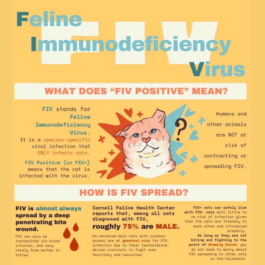 FIV can sound scary at first, but the reality is often much less intimidating. Many FIV-positive cats live long, happy, healthy lives and make wonderful companions. Check out this infographic to learn the facts and help us bust some common myths about FIV!