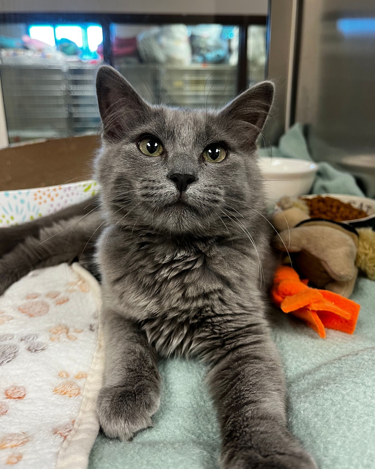 UPDATE: Begonia has been adopted 🥰 Thank you for helping us find this sweet baby a home!
------------
Say hello to Be
Say hello to Begonia! 🌸🐾 At just 4 months old, this adorable girl is full of curiosity, playfulness, and kitten charm. Come meet this sweet girl and see if she’s the perfect addition to your home!
📧 Interested in adopting? Email: adopt@dfwhumane.com
📍 4140 Valley View Lane, Irving, TX 75038
🕐 Hours: Tues–Fri 11am–6pm | Sat 10am–5pm