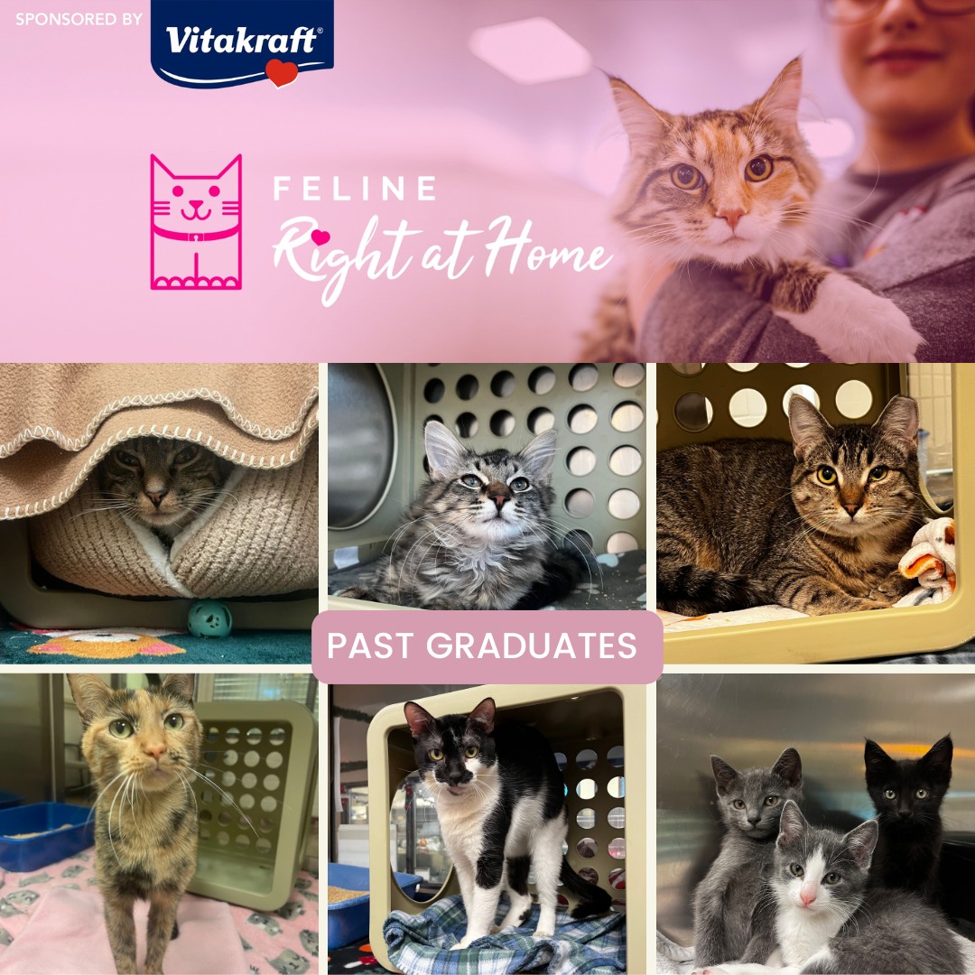 What is Feline Right at Home? 🐱💛 Feline Right at Home is a specialized program spearheaded by the amazing Molly DeVoss designed to help shy, fearful, and undersocialized cats build confidence and learn to trust people. Through positive interactions, enrichment, and patient handling, these cats work at their own pace to become more comfortable in both a shelter and home environment.
The goal is simple: help cats overcome their fears so they can find loving forever homes. Watching our graduates blossom from scared newcomers into confident companions is one of the most rewarding parts of what we do!
