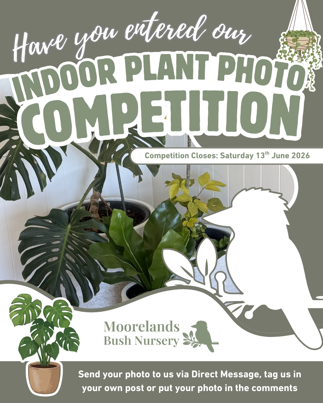 🌿 Have you entered our Indoor Plant Photo Competition yet?
If you haven't popped your entry in yet, now's the time!
Send us your photo, tag us, or drop it in the comments. We're looking forward to seeing which indoor jungle takes out the prize.