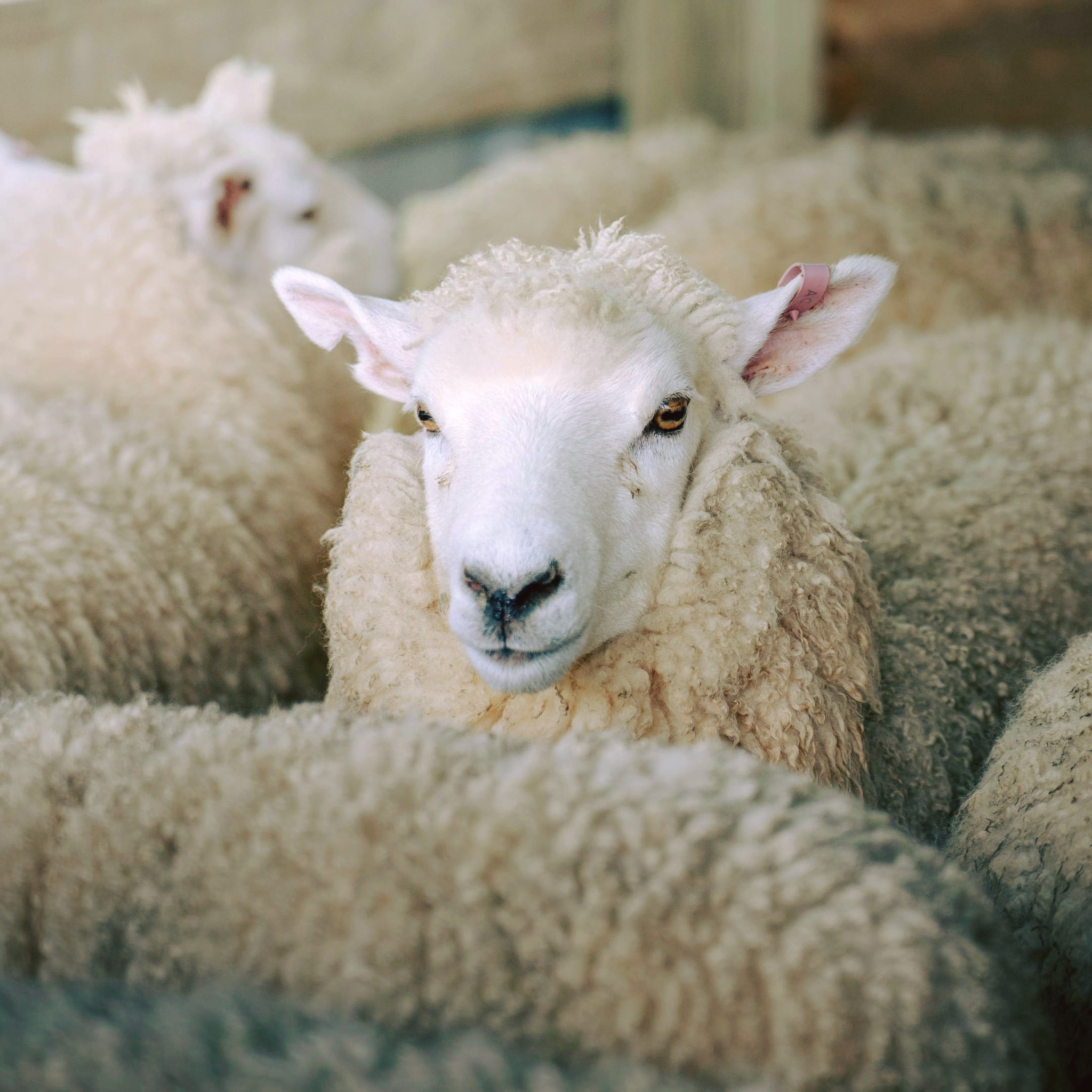 La turba magallánica es uno de los reservorios de carbono más importantes del hemisferio sur. A través de la ganadería holística, su preservación se gestiona mediante la carga animal, el tiempo de descanso y la rotación de potreros. El rebaño entra, presiona, fertiliza y se mueve. El pasto descansa, rebrota, profundiza raíces. No es ganadería menor: es manejo del ecosistema.
#UsoDelSuelo #ManejoDelTerritorio #Ganaderia #ManejoHolistico #CargaAnimal #SaludDelSuelo #CoberturaVegetal #SistemasProductivos #Agua #CicloDelAgua #Campo #ProduccionSustentable #MedioAmbiente #Regeneracion #Suelos
.
.
.
.
.
.
.
.
The Magellanic peatland is one of the most important carbon reservoirs in the Southern Hemisphere. Through holistic management, its preservation relies on stock density, rest periods, and paddock rotation. The herd enters, impacts, fertilizes, and moves on. The grass rests, regrows, and deepens its roots. This is no minor livestock farming; it is ecosystem management.
#LandUse #LandManagement #LivestockManagement #GrazingManagement #StockingRate #RotationalGrazing #SoilHealth #VegetationCover #ProductionSystems #Agroecology #SustainableAgriculture #Sustainability #NaturalResources #WaterCycle