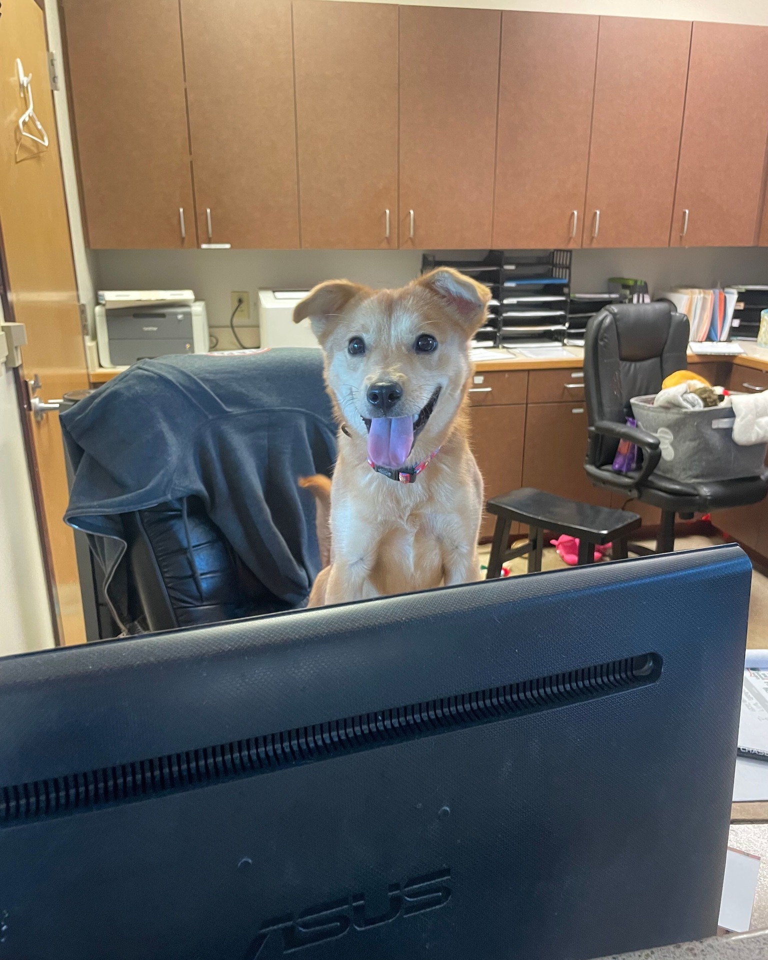 Please welcome our newest front desk employee, Moonshine! 🌙 After a thorough review of his qualifications (being adorable and extremely friendly), we've decided he's more than suitable for the position.
His first order of business: approving all treat requests and reminding visitors that he is currently accepting applications for a forever home!
📧 Interested in adopting? Email: adopt@dfwhumane.com
📍 4140 Valley View Lane, Irving, TX 75038
🕐 Hours: Tues–Fri 11am–6pm | Sat 10am–5pm
