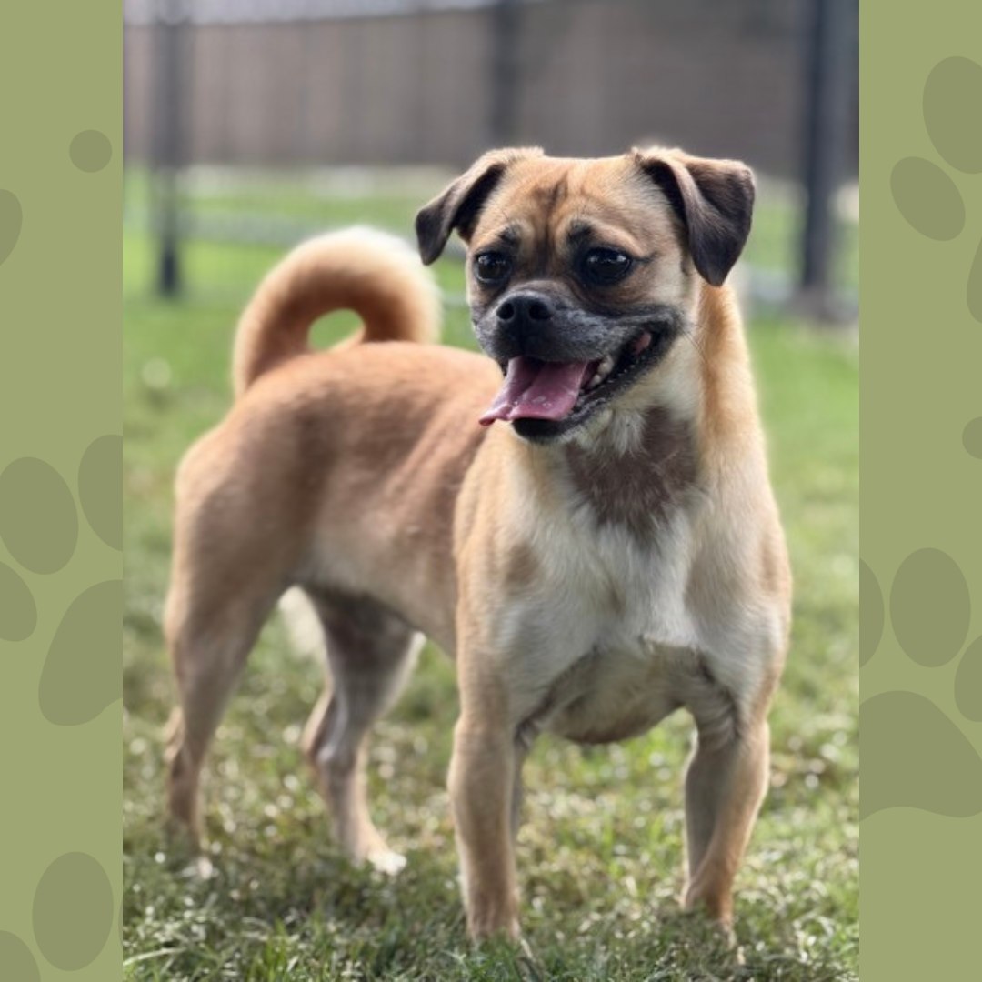Please join us in welcoming Lady Jessamine to the shelter! 👑🐾 This adorable 2-year-old pug has officially arrived and is already charming everyone she meets. We can't wait to get to know this little lady better and help her find the loving forever home she deserves. 💕
📧 Interested in adopting? Email: adopt@dfwhumane.com
📍 4140 Valley View Lane, Irving, TX 75038
🕐 Hours: Tues–Fri 11am–6pm | Sat 10am–5pm
