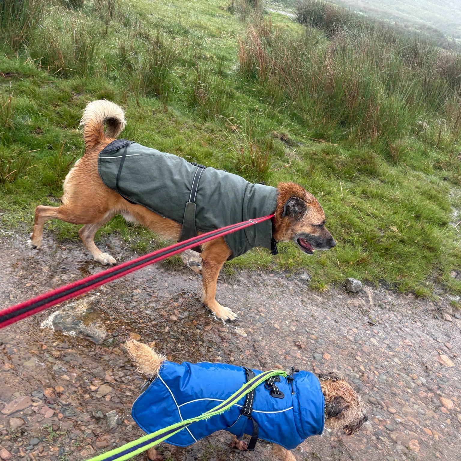 A rather soggy Daryl, Kira and Bella π€