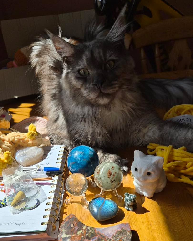 We love seeing your collections at home and I just had to post this amazing photo sent in by one of our customers of her beautiful cat admiring all of her new crystal goodies! ✨🐈🔮
.
.
.
#crystalshopuk #crystaldisplay #crystalmagic