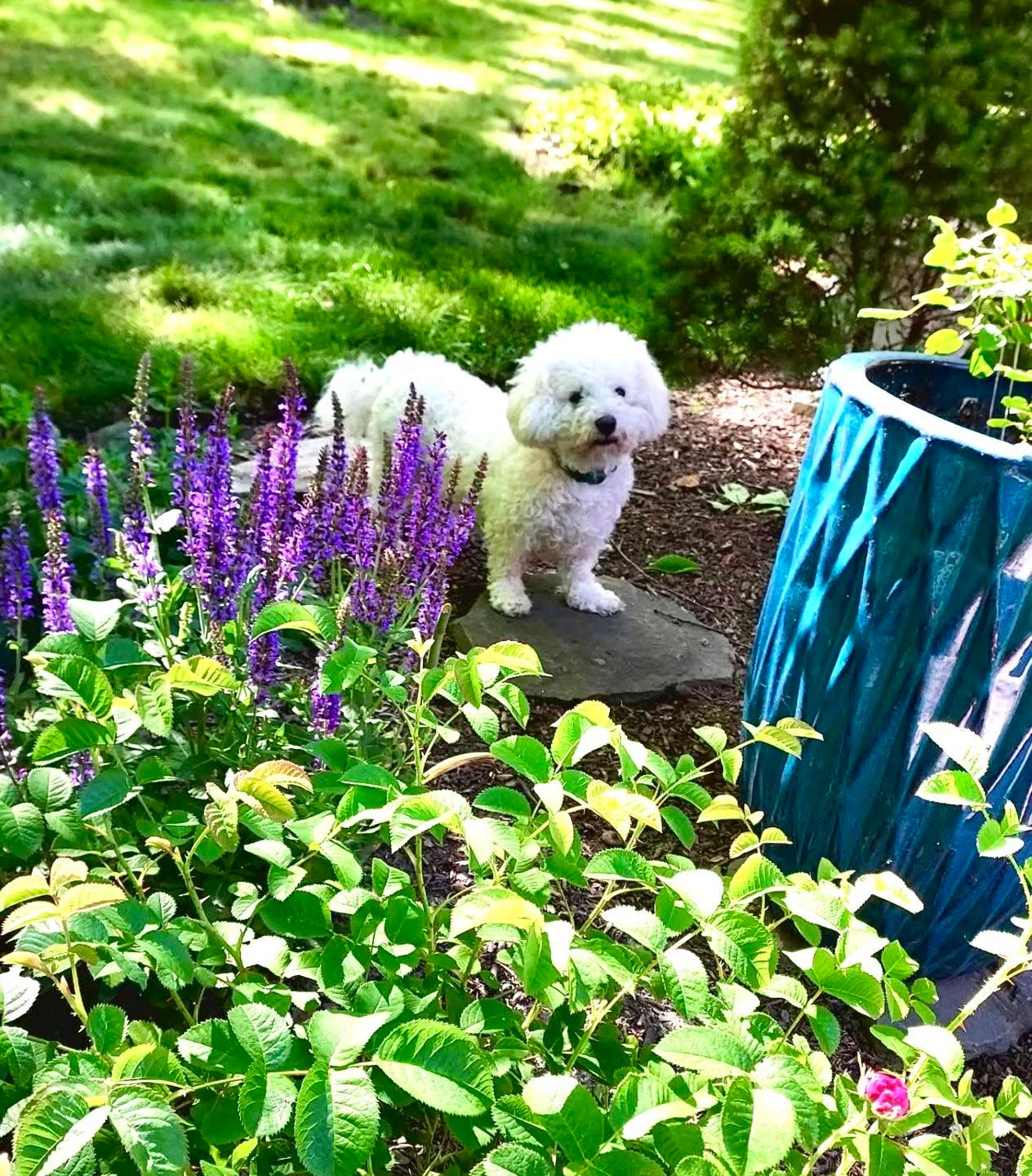From crisis to rose gardens 🌹🐾
When Clara/Claire arrived, she was a puppy mill survivor who couldn’t even urinate due to painful bladder stones. After being purchased by an owner who couldn’t afford her care, she needed emergency surgery just to survive.
Physically, she healed. But emotionally? She had to learn how to just be a dog.
Fast forward a few months — and look at her now.
This photo just came from Claire’s forever family. She has two furry siblings, a yard to explore, and one very special spot she’s claimed as her own: their rose garden.
From emergency surgery to stopping to smell the roses (literally) — this is what rescue is all about.
So proud of you, Claire. 🌹
#PuppyMillSurvivor #FromCrisisToCalm #RescueStory #AdopterToAdopter #HealingTakesTime #fosteringsaveslives #rescuedismyfavoritebreed #smallbreedrescue #adoptdontshop #dachshundrescue #sgfrescue #sophiasgracefoundation