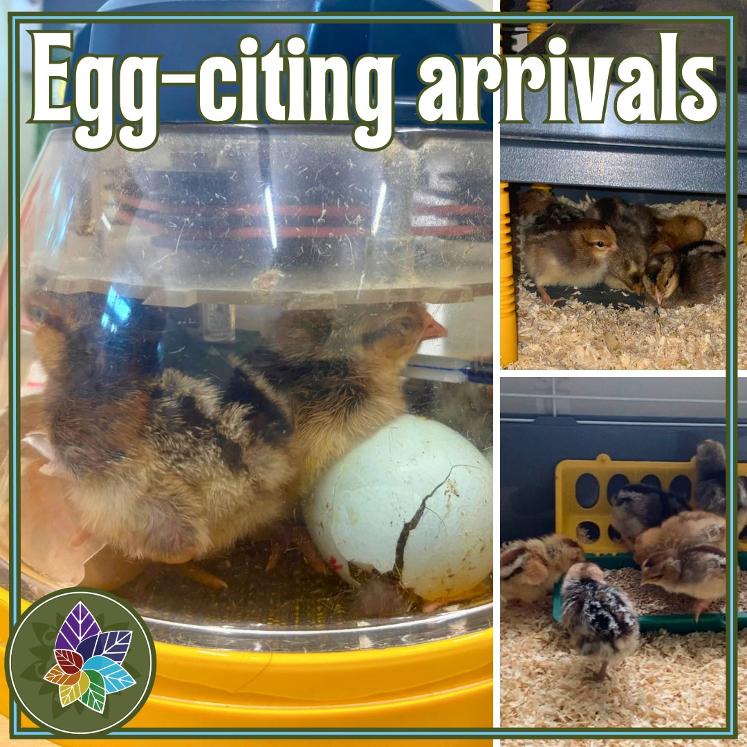🐣 Last week Reception were excited to receive a specail delivery of eggs. We took very special care of them and were excited when they started hatching. Since they hatched we have enjoyed watching the chicks learn to eat and drink and were delighted when we each got to hold one!
🐔 The arrival of the eggs has tied into our current Science topic of life cycles so we have been closely observing the changes from egg to chick and cant wait to see them grow even more! ⭐
.
.
.
#scienceinaction #bringingsciencetolife #EYFS #chicks #paston